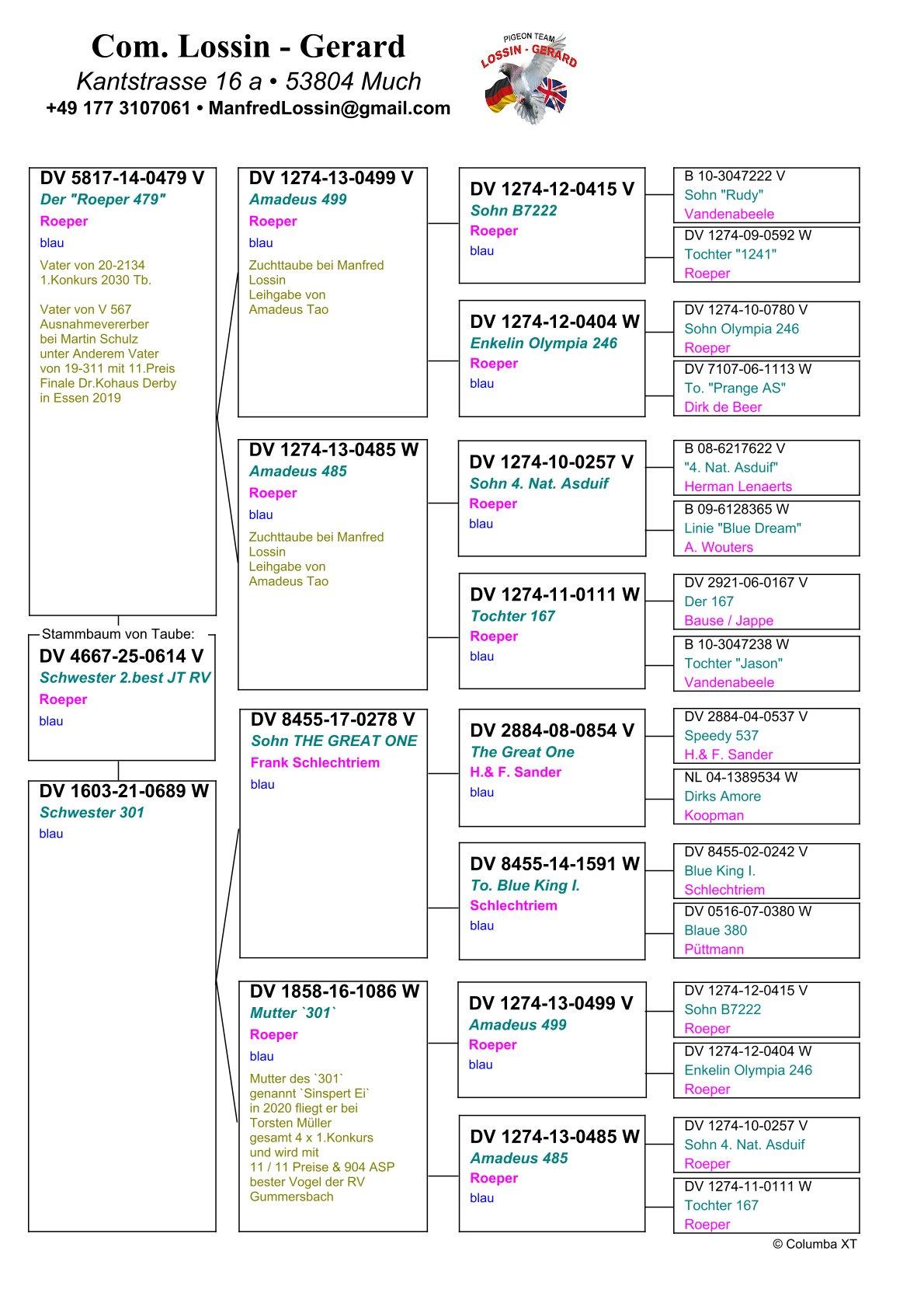 pedigree Broer 2e Beste Jonge Duif Regional Verband