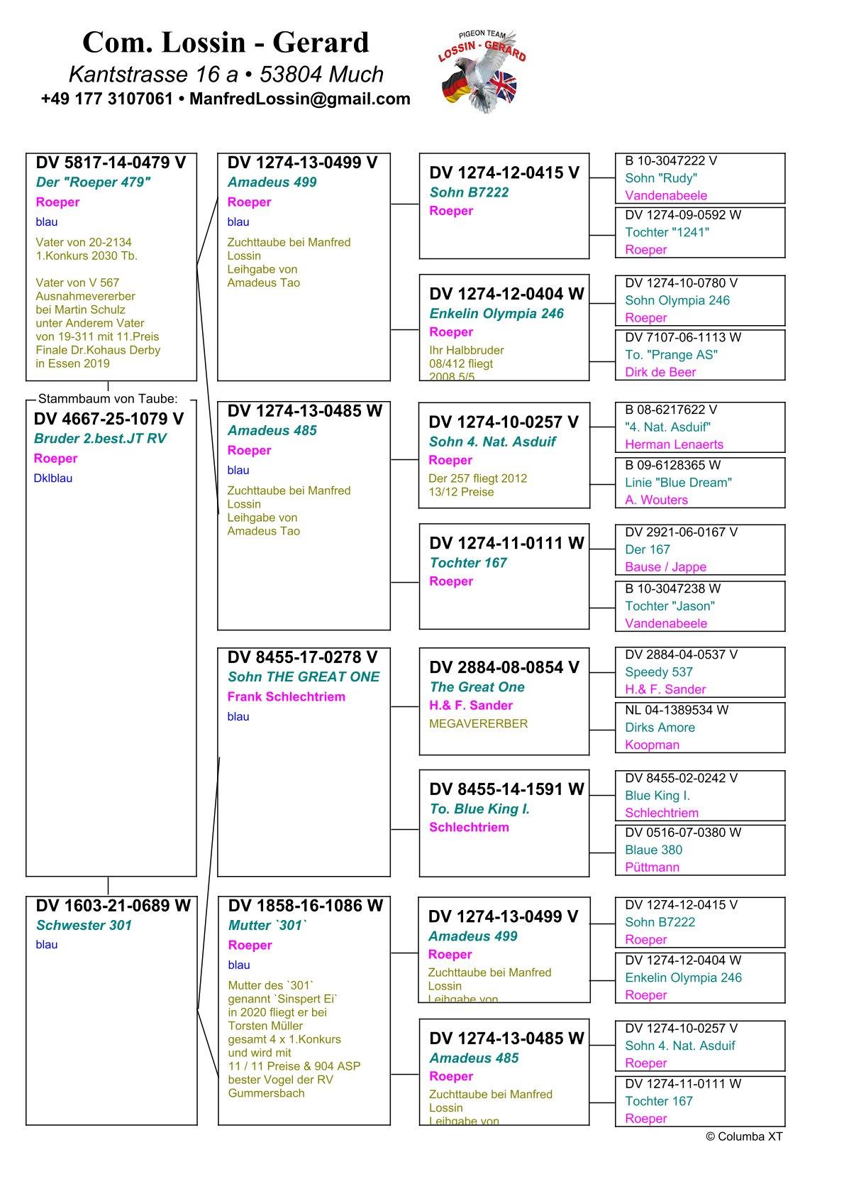 pedigree Broer 2e Beste Jonge Duif Regional Verband