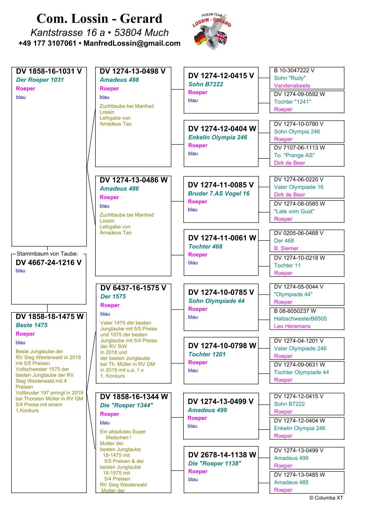 pedigree Zoon van “Beste 1475” : Beste Jonge Duif RV Sieg Westerwald