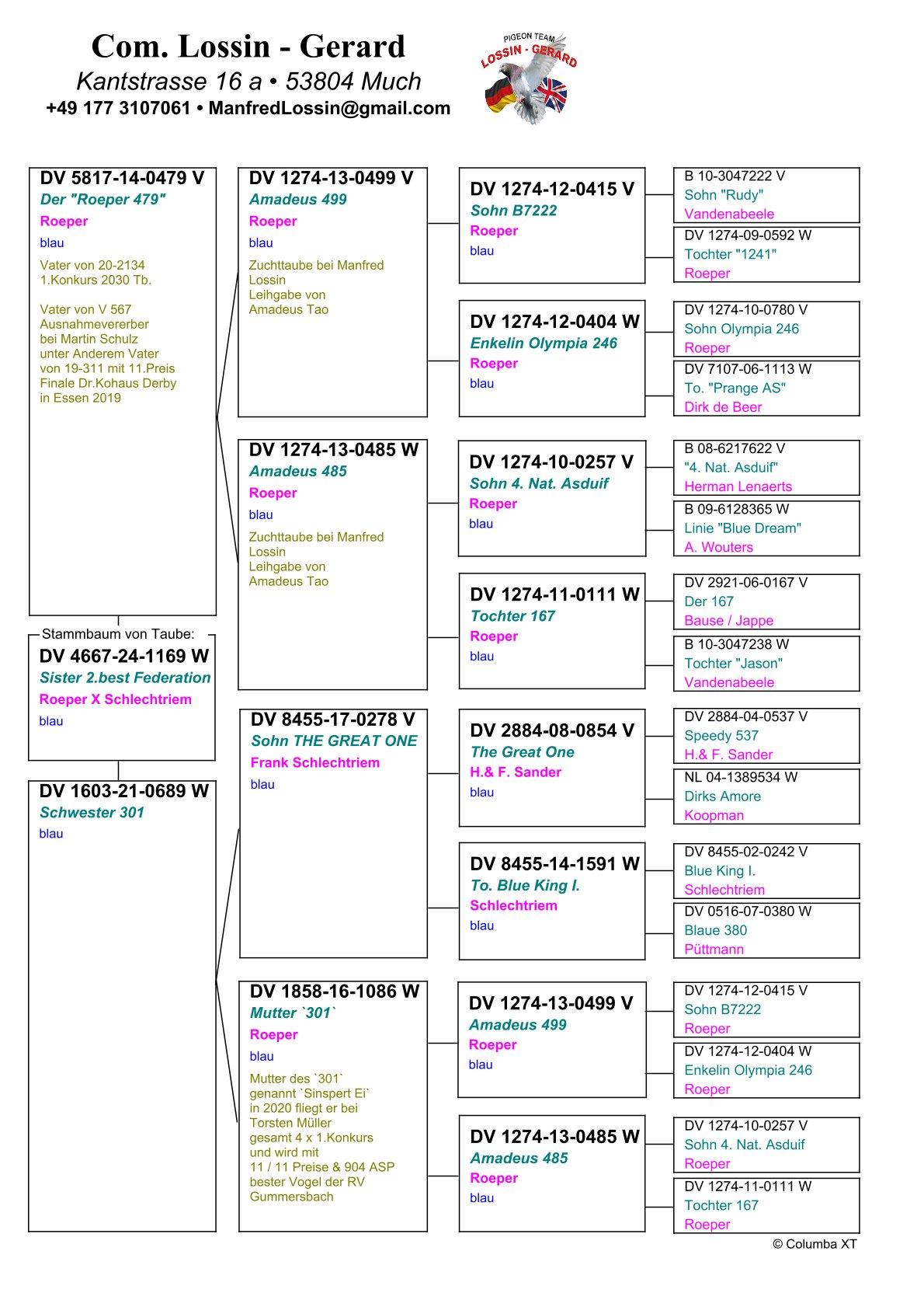 pedigree Zus 2e Beste Jonge Duif Regional Verband