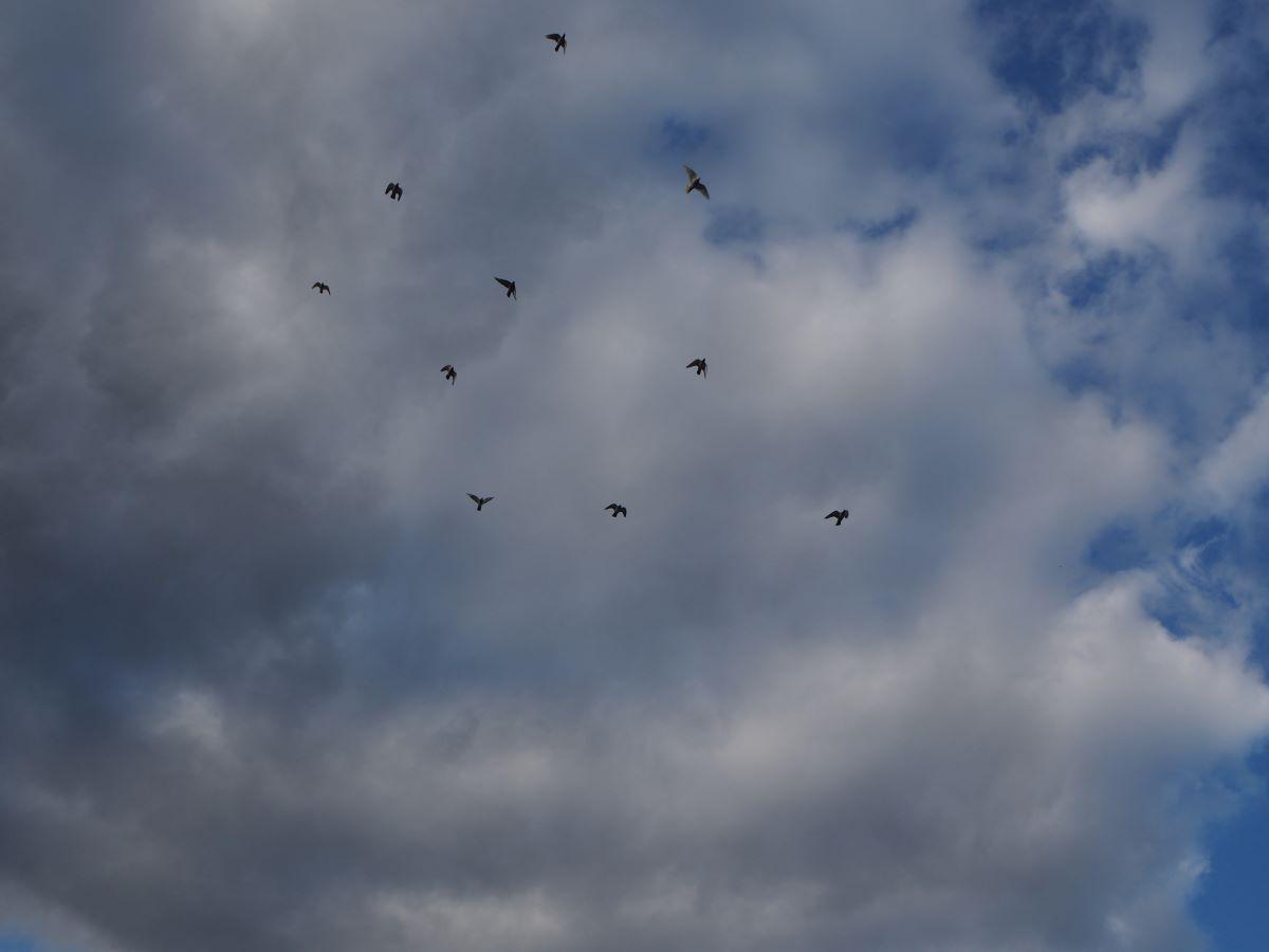 2020-06-29-PITTS-LambrechtsCarl-lucht-3