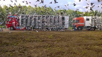 reisduif APPELTERRE circulaire openingsvlucht