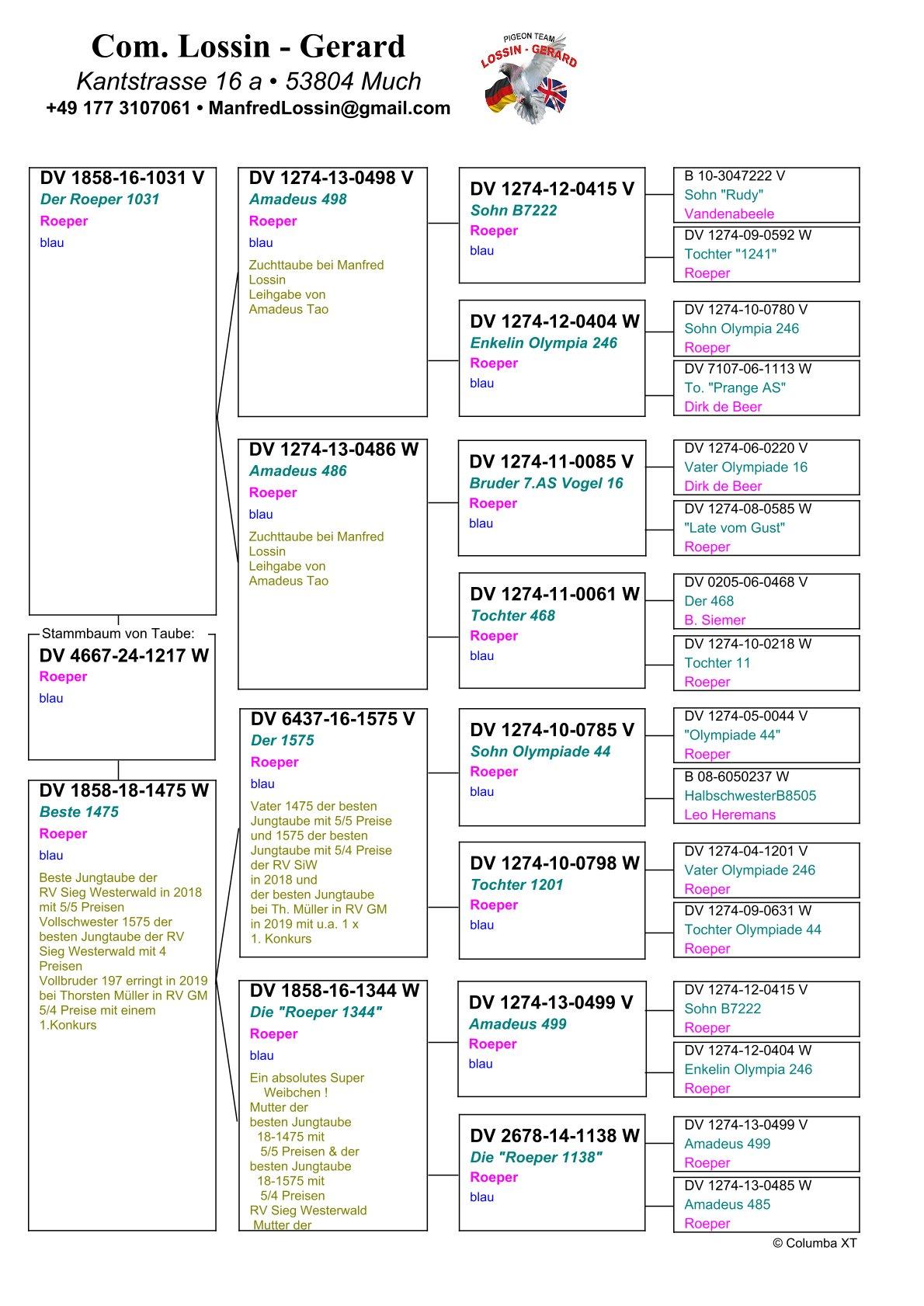 pedigree Dochter van “Beste 1475” : Beste Jonge Duif RV Sieg Westerwald