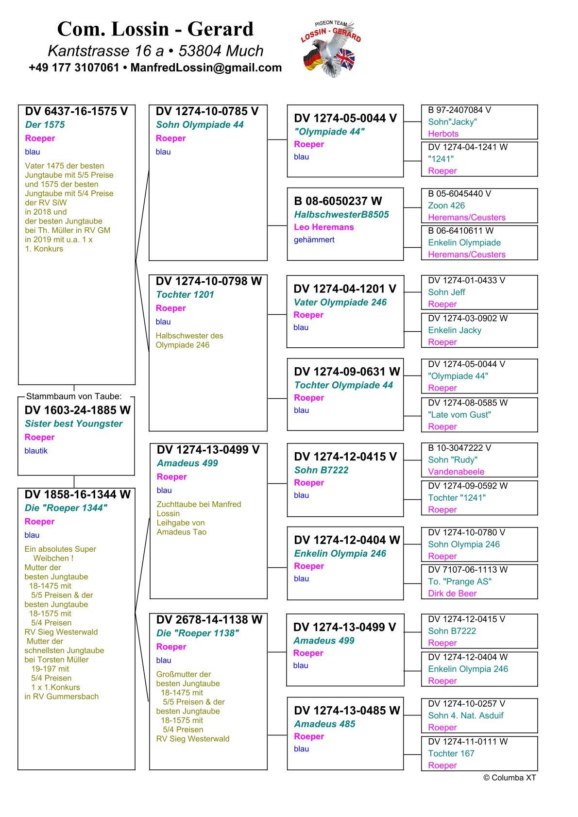pedigree Zus beste Jonge Duif 5 prijzen & 4 prijzen