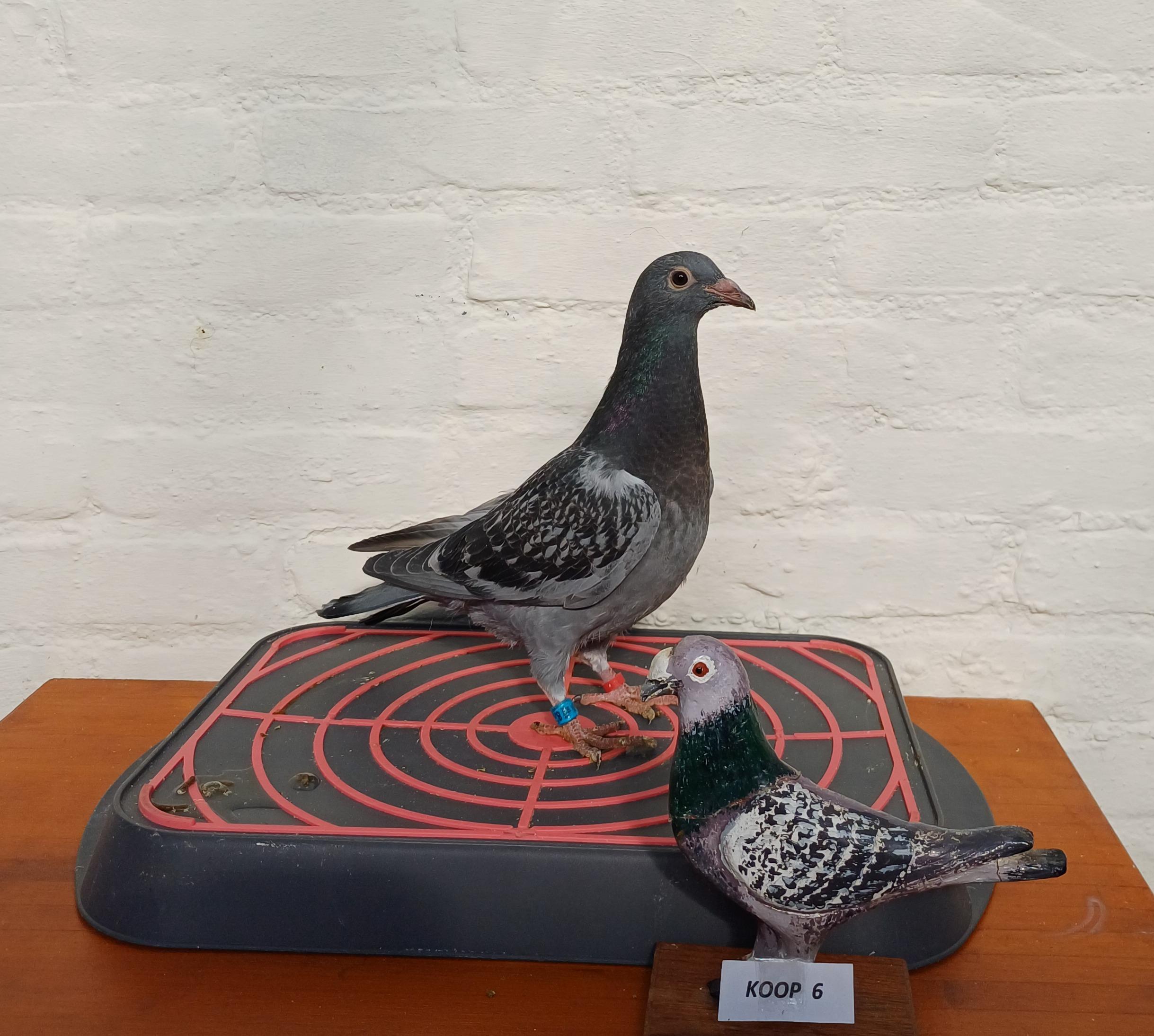 Kind Rocco 08 : 3e Asduif ZLU Agen-Narbonne