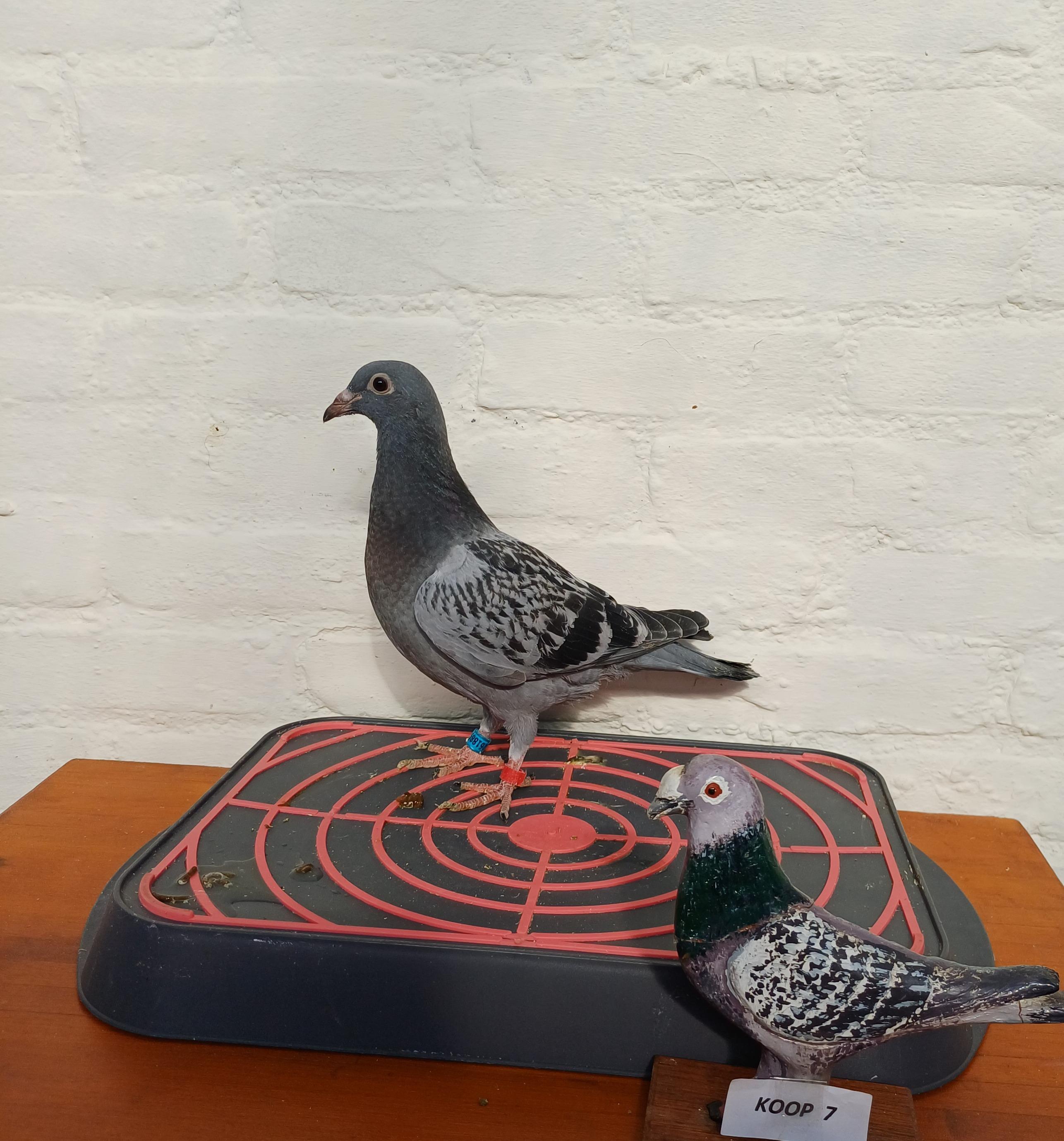 Kind Rocco 08 : 3e Asduif ZLU Agen-Narbonne