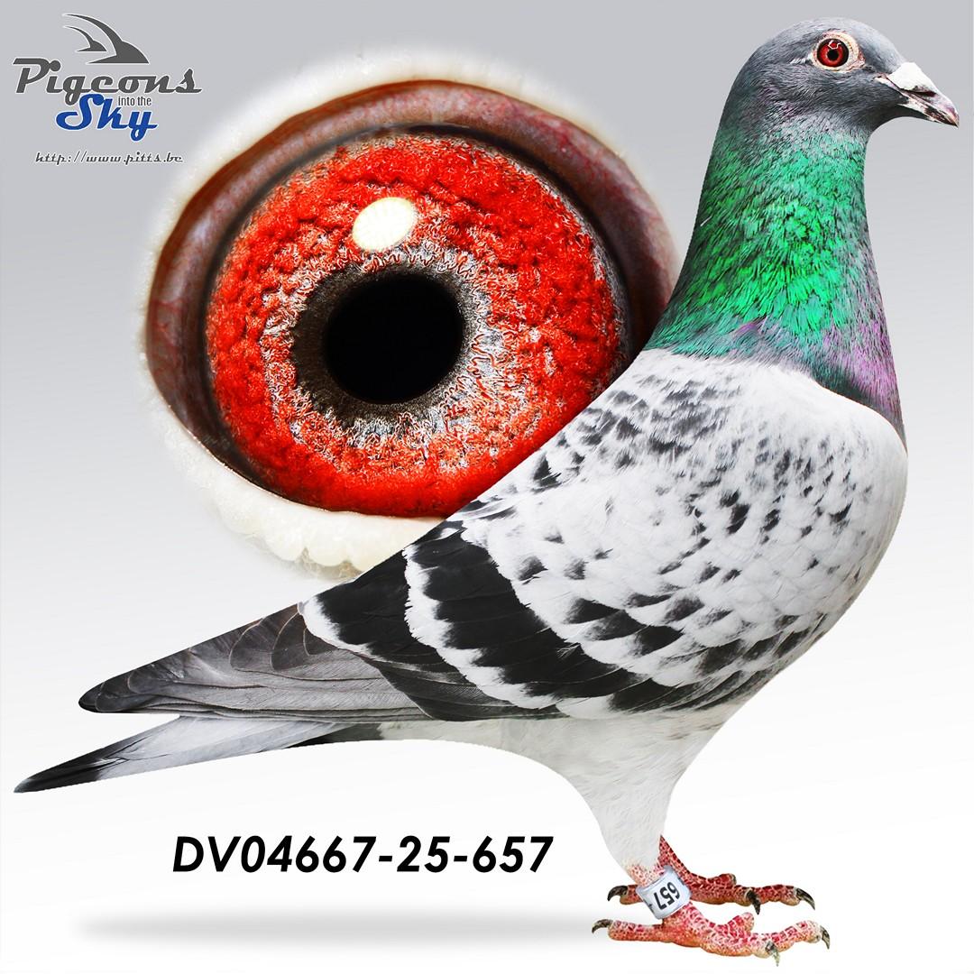 Lijn Mariechen,  in 2014 : 10/13 prijs & 2015 : 8/10 prijs