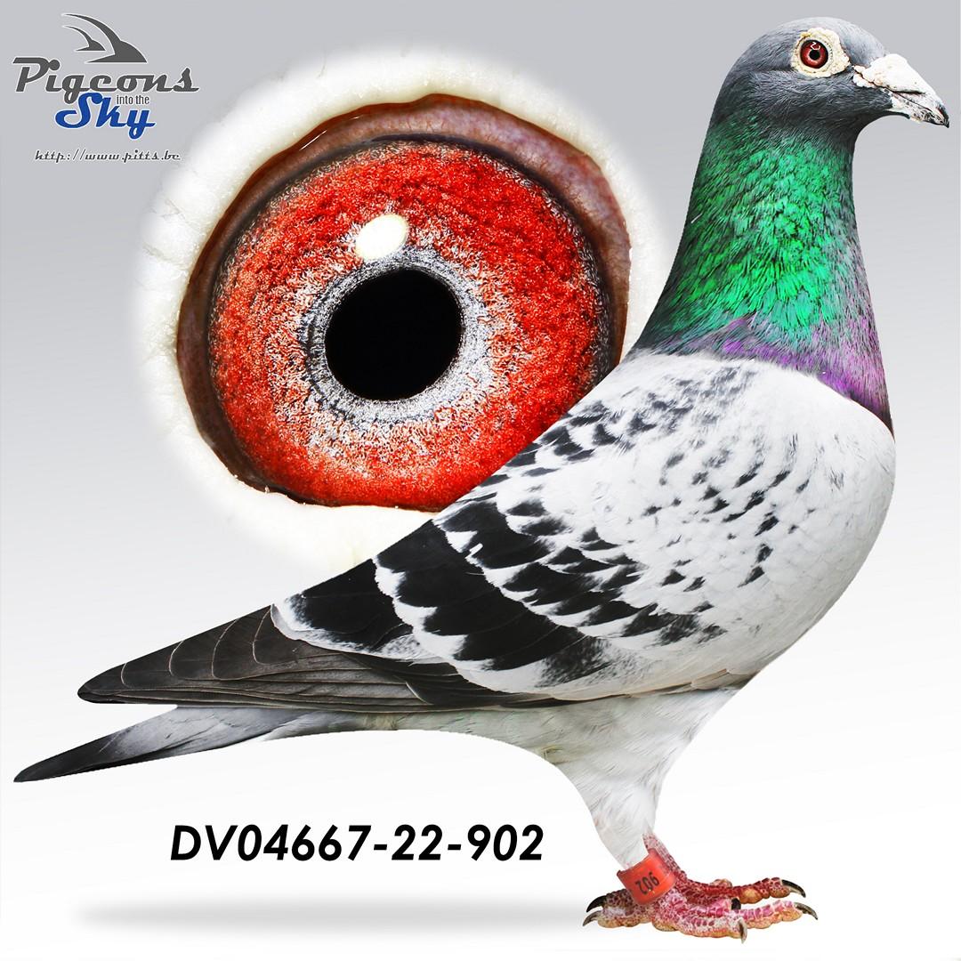 Lijn Mariechen,  in 2014 : 10/13 prijs & 2015 : 8/10 prijs