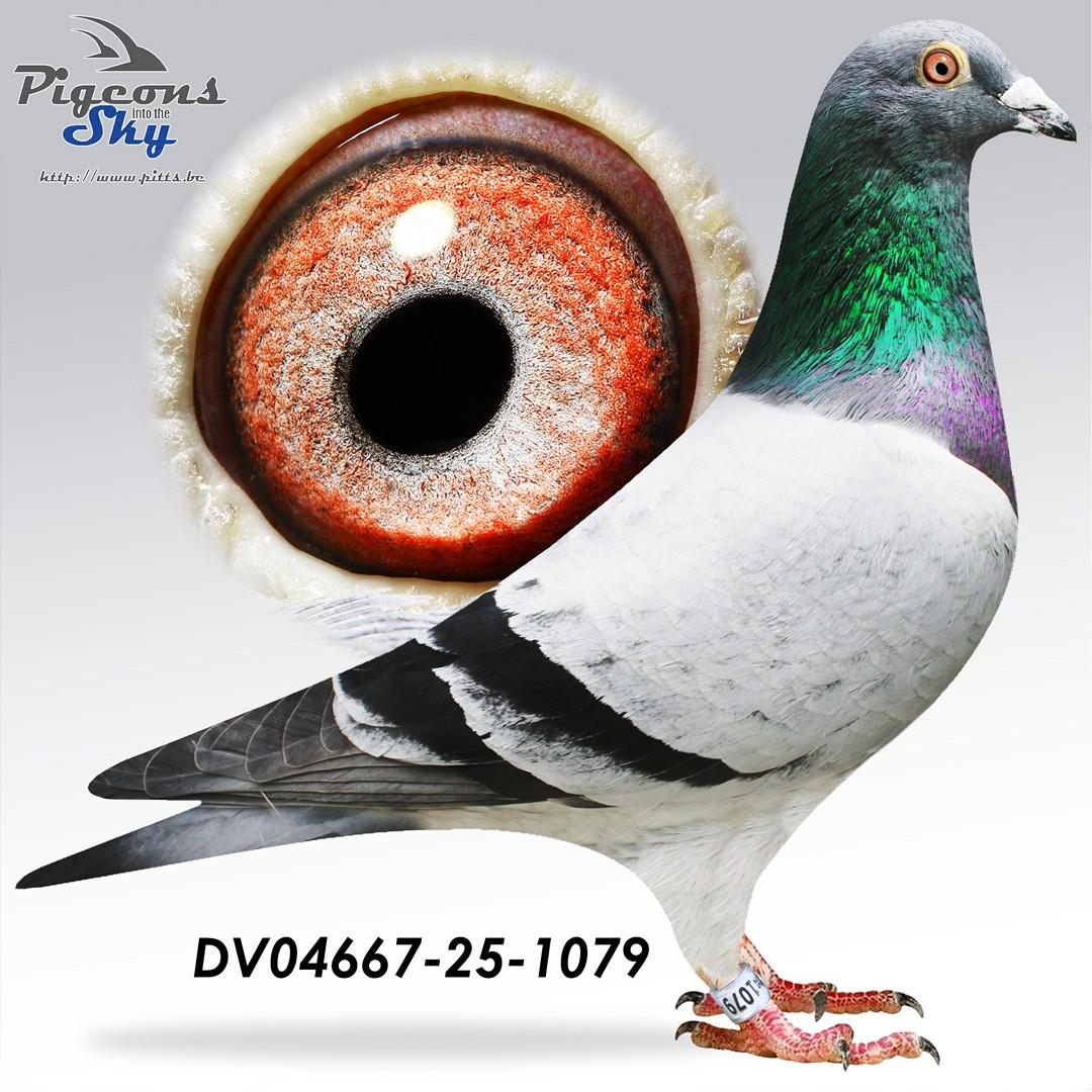 Broer 2e Beste Jonge Duif Regional Verband