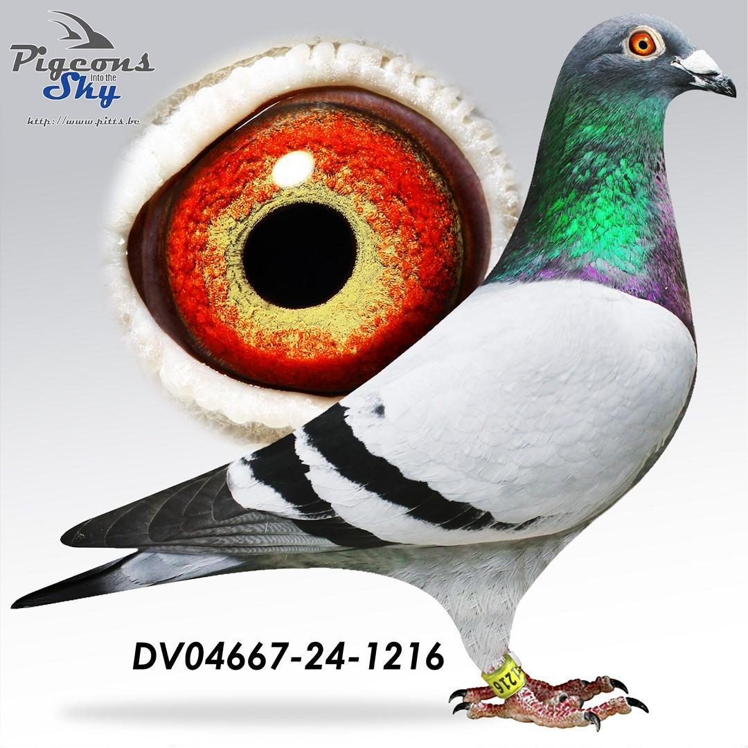 Zoon van “Beste 1475” : Beste Jonge Duif RV Sieg Westerwald