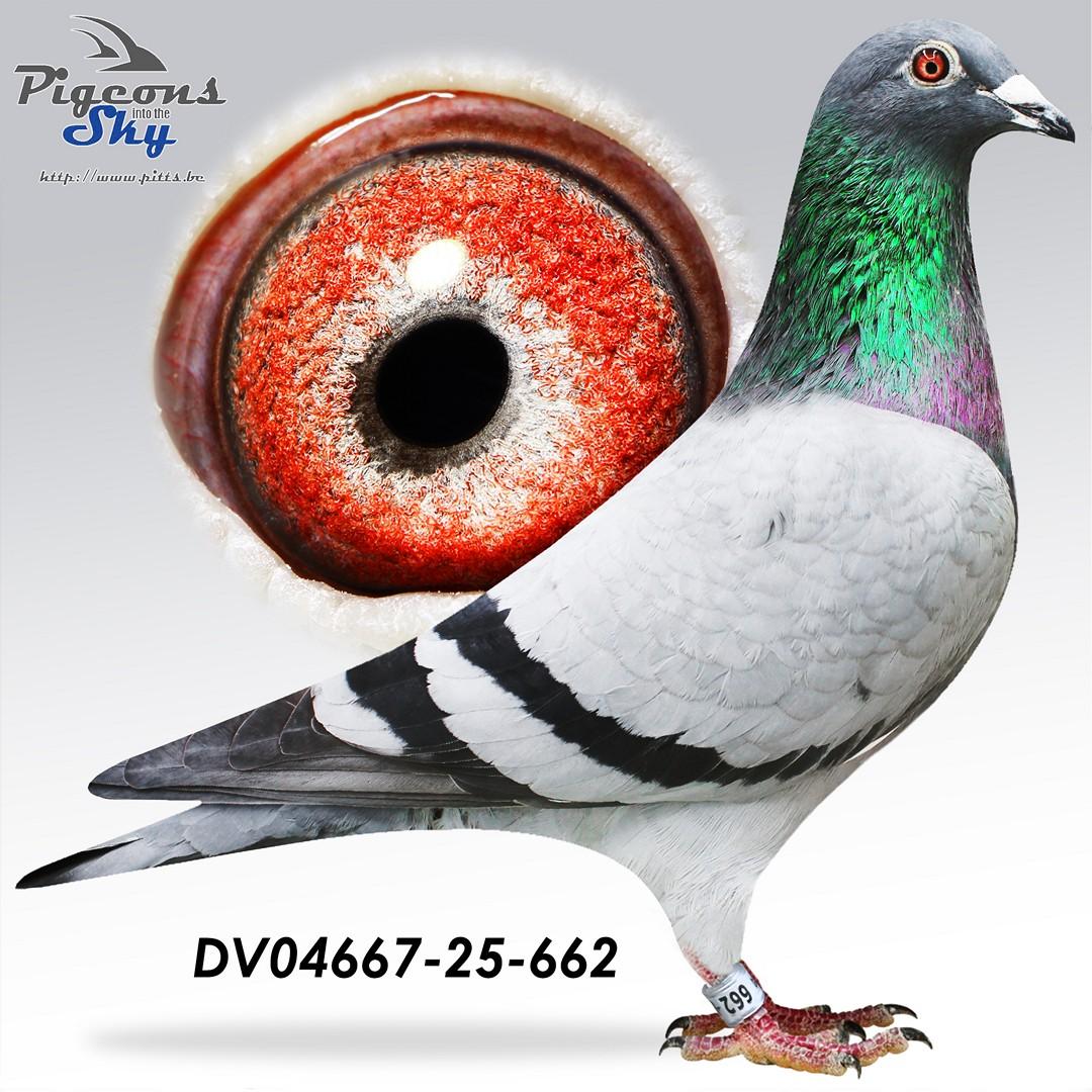 Inteelt “337” : 2e /4500d. (500km), 5e /7500d. (400Km)