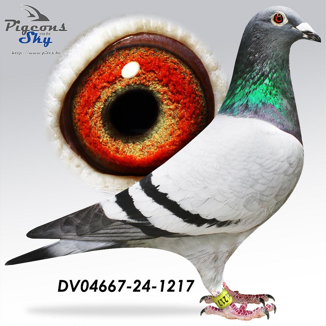 Dochter van “Beste 1475” : Beste Jonge Duif RV Sieg Westerwald