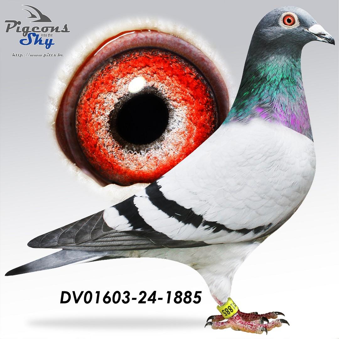 Zus beste Jonge Duif 5 prijzen & 4 prijzen