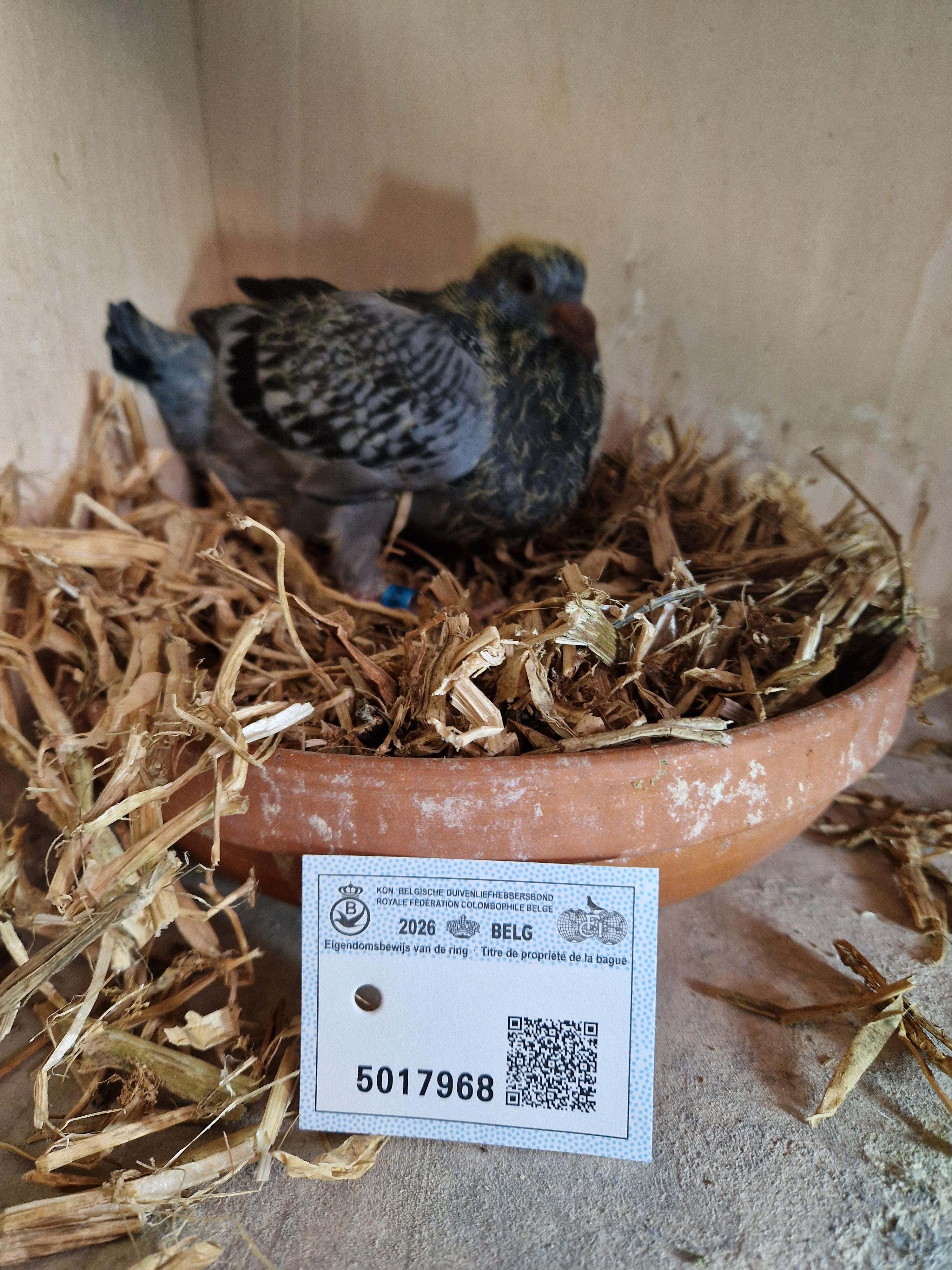 Kleinkind 1.Prov & 18. Nat As KBDB Fond Jaarse 2014