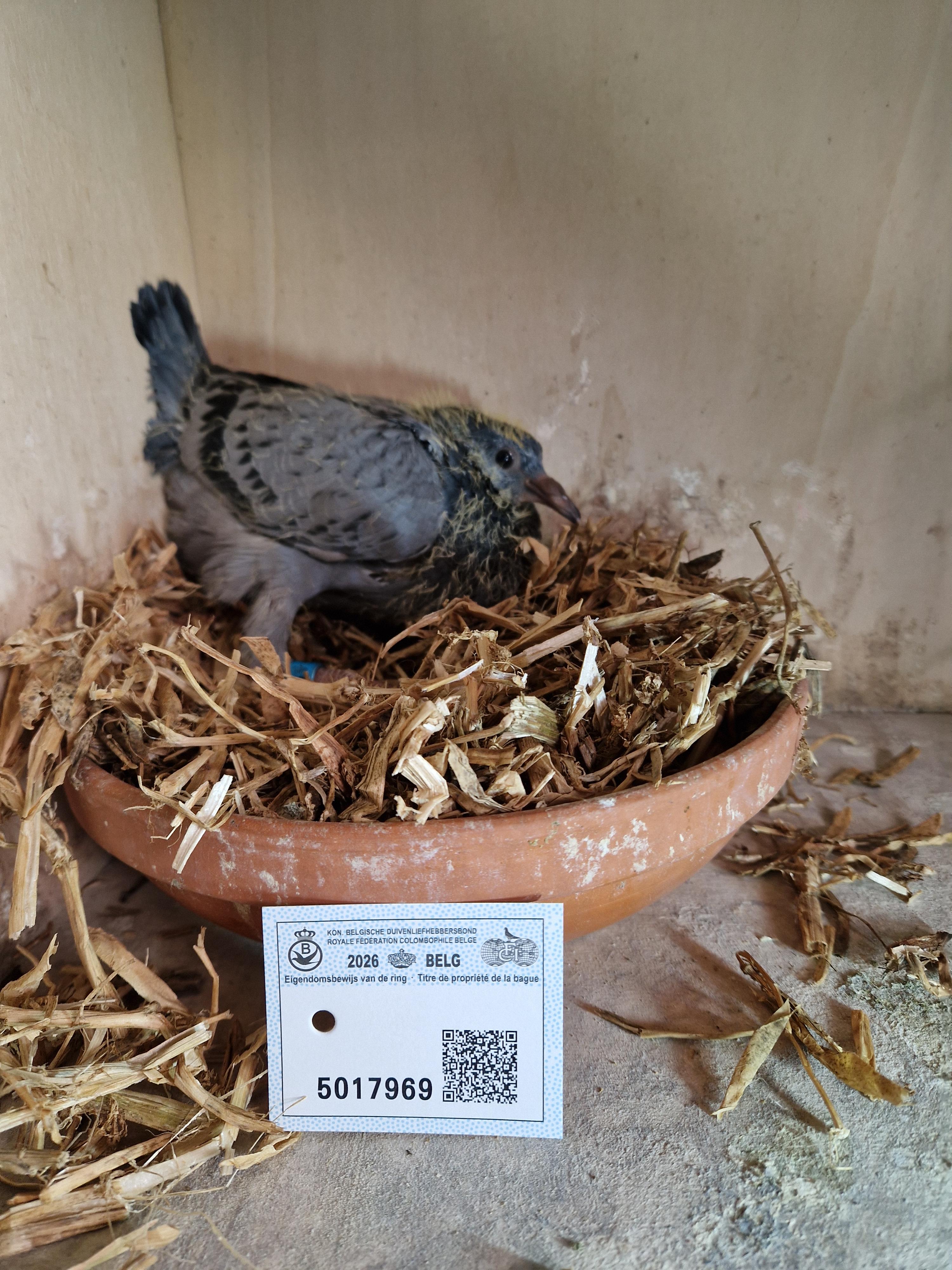 Lijn 2. Prov As KBDB Fond 2022