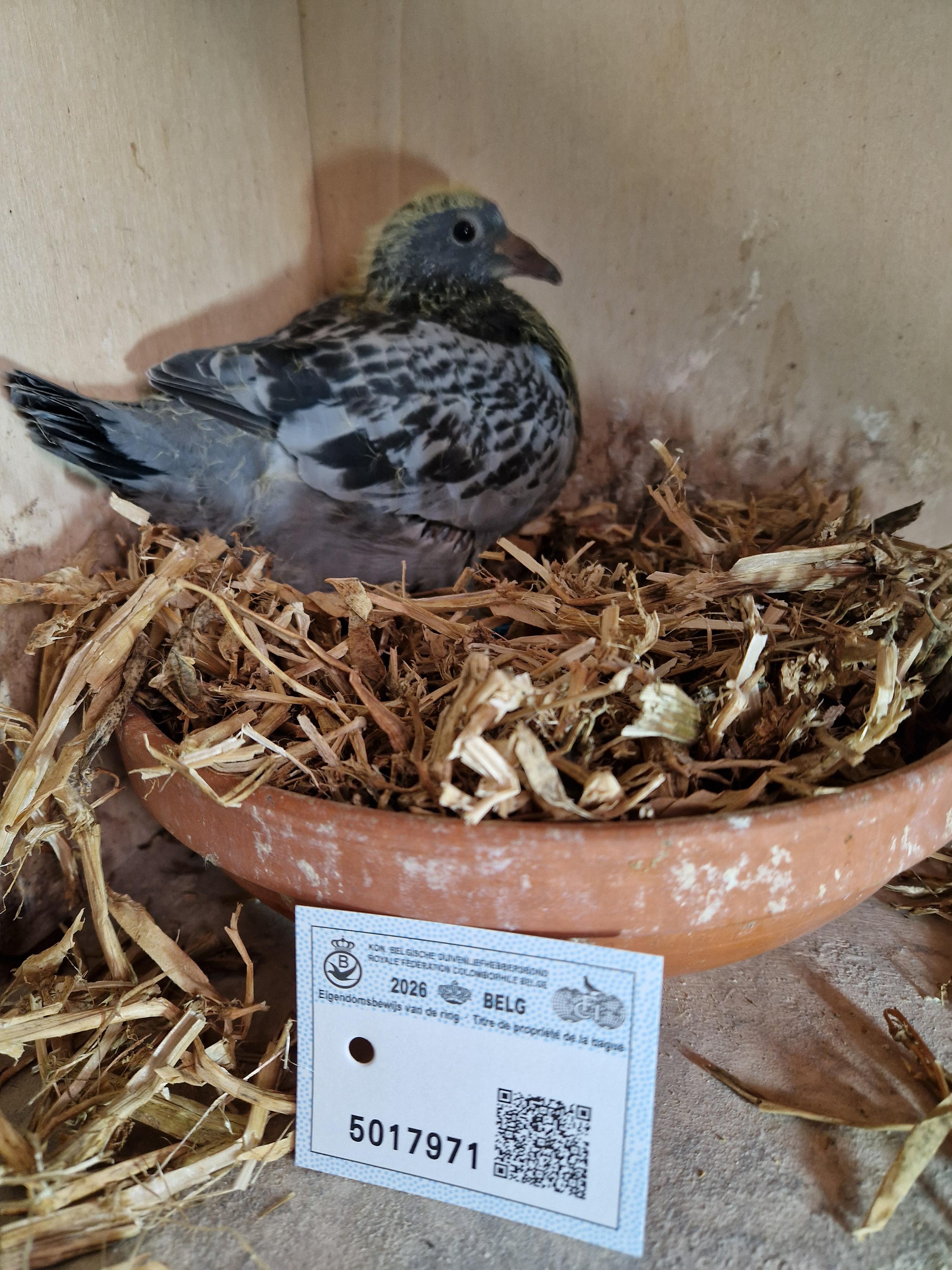 Lijn Roemelu, Radja, Wout & Milleke