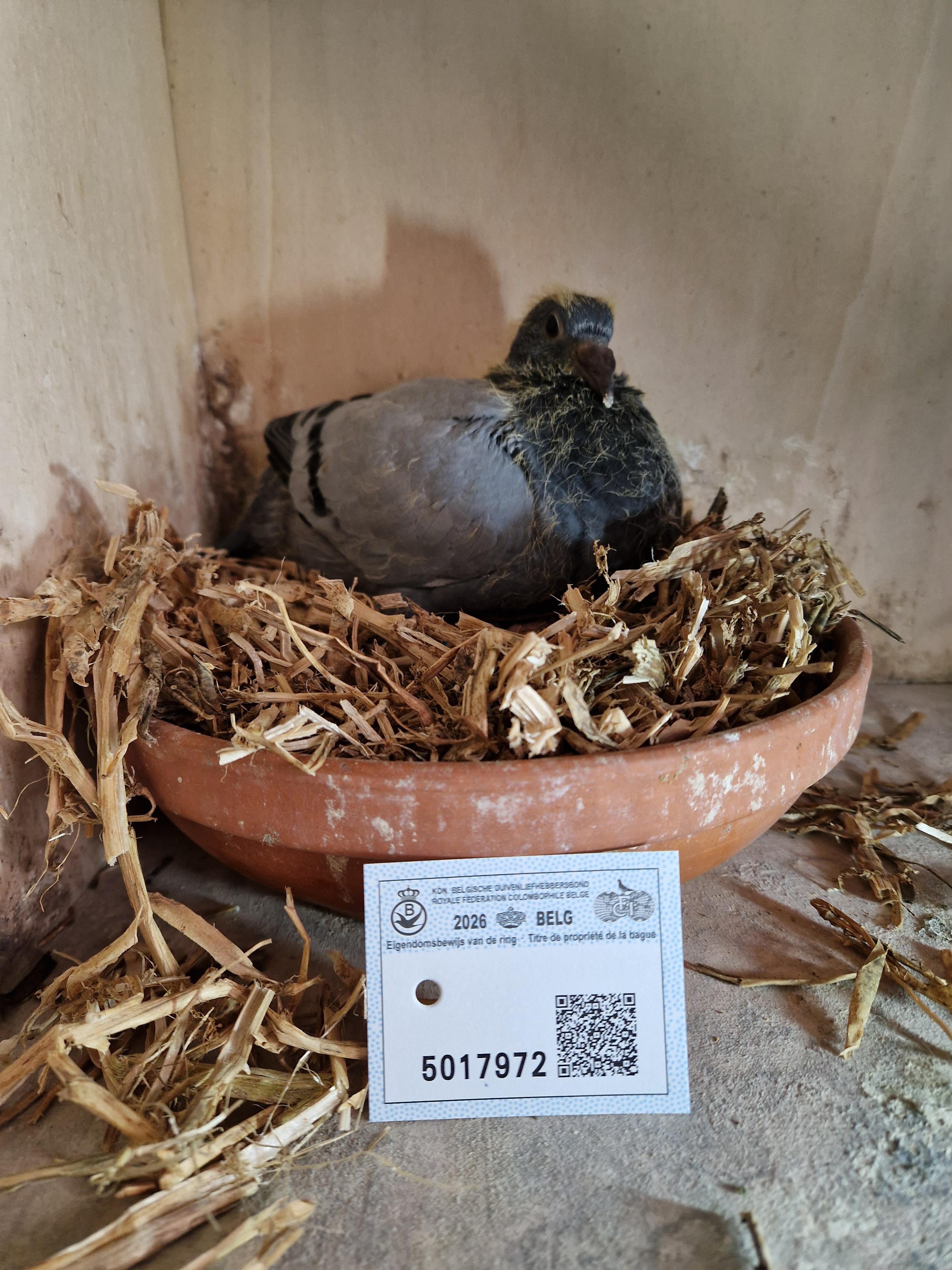 Lijn Roemelu, Radja, Wout & Milleke