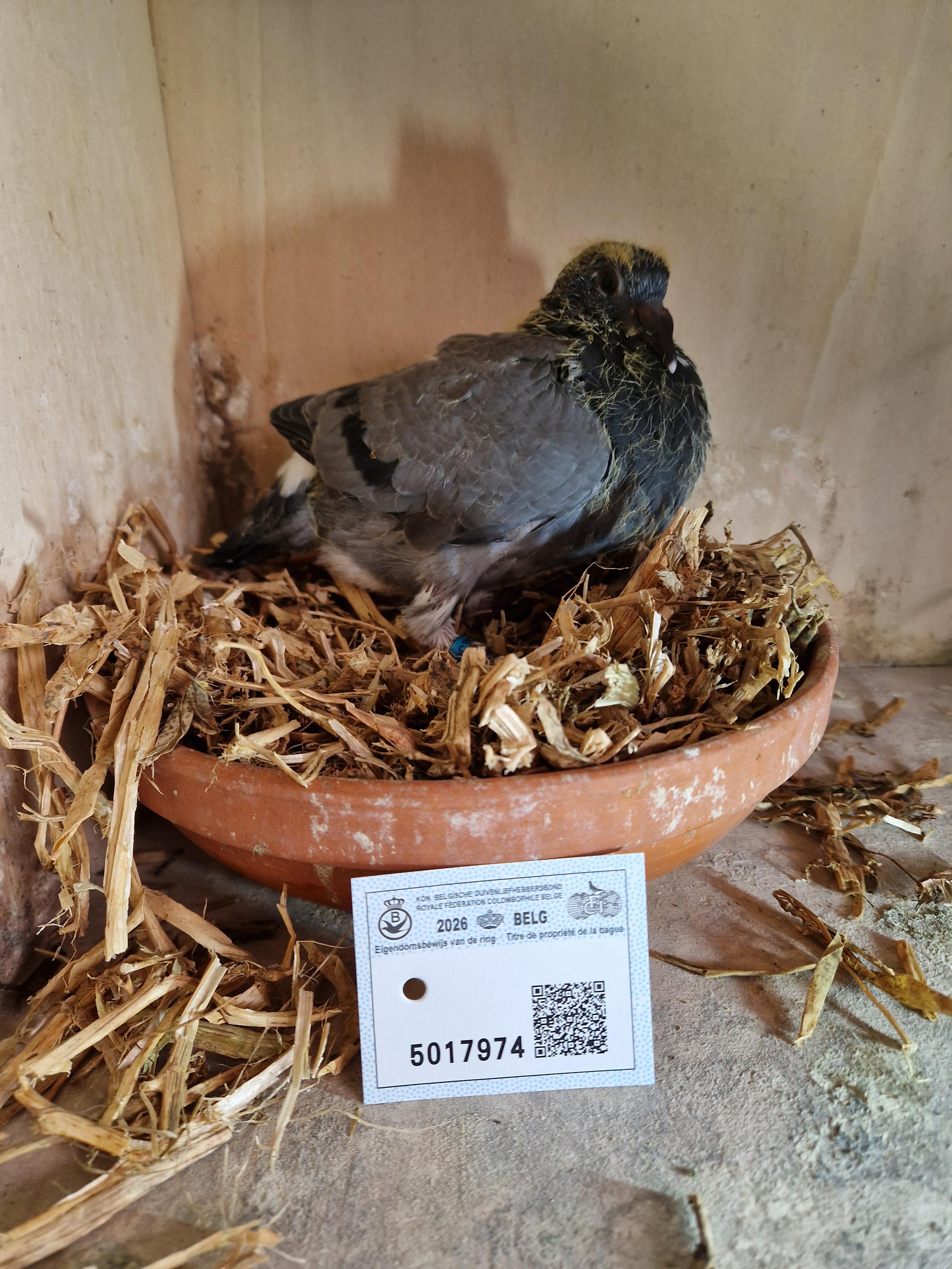 Kind 1./338 La-Souteraine & Kleinkind 1. Prov As KBDB Fond 2014