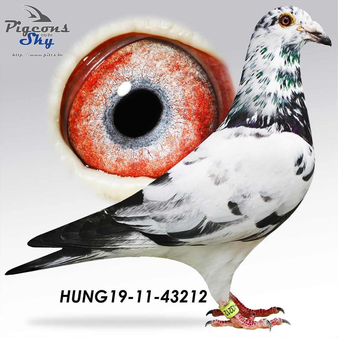 Kleinzoon “Alias 554” won 3 x 1.