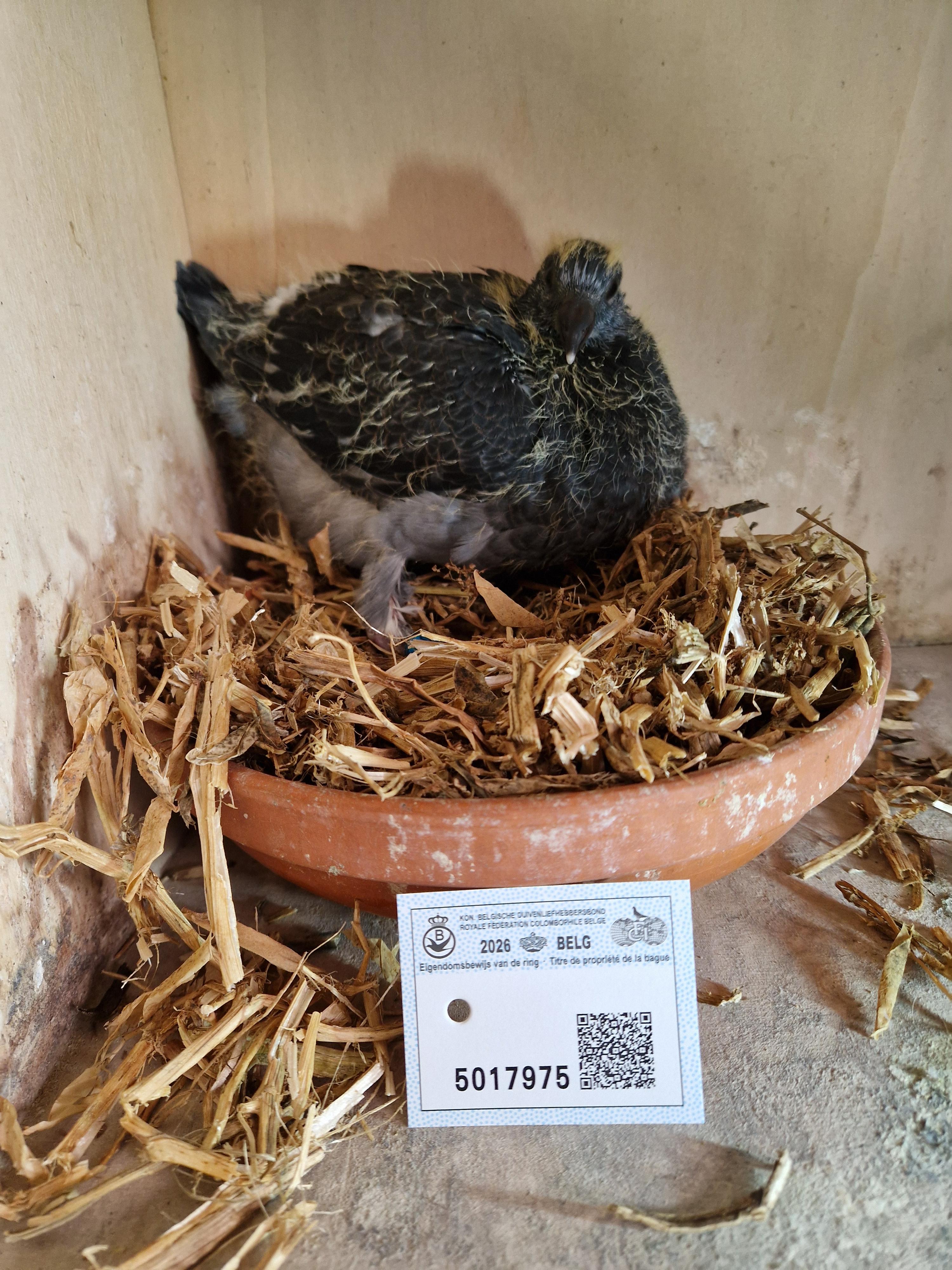 Kind 72. Beste fond duif van Belgje Pipa Ranking 2022