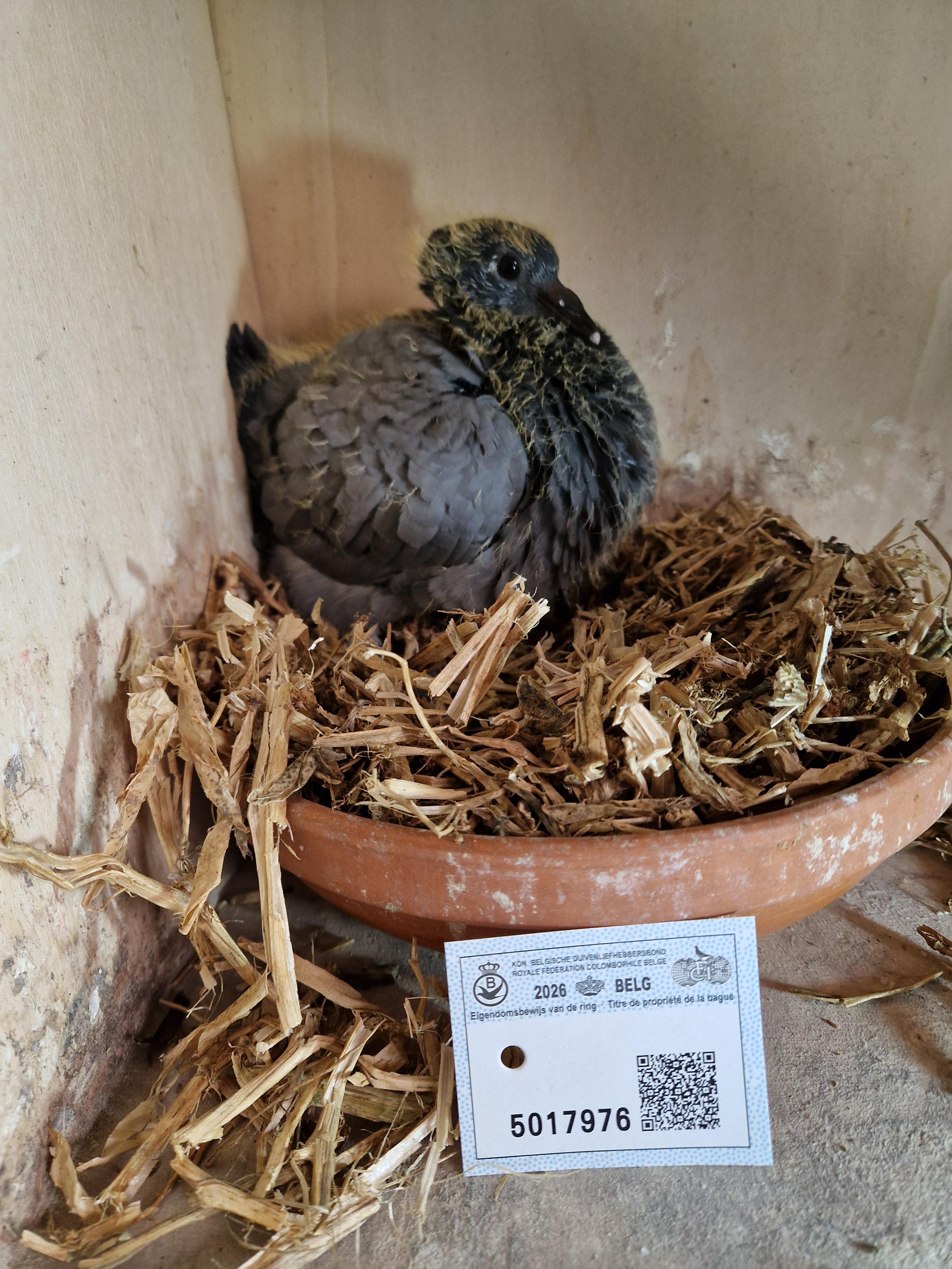 Kind 72. Beste fond duif van België Pipa Ranking 2022