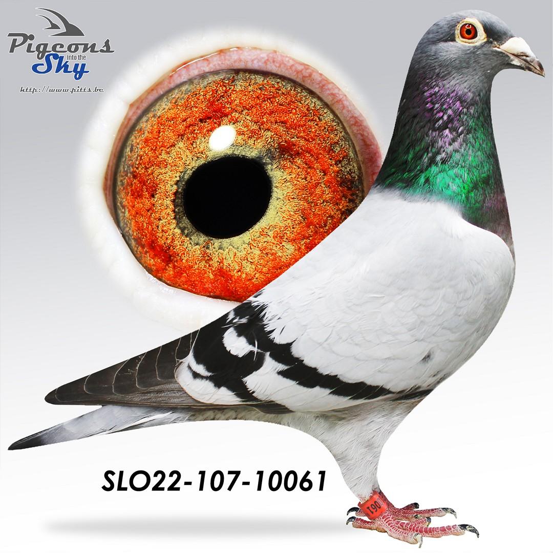 5. Extra Race Derby Brod (482 Km)