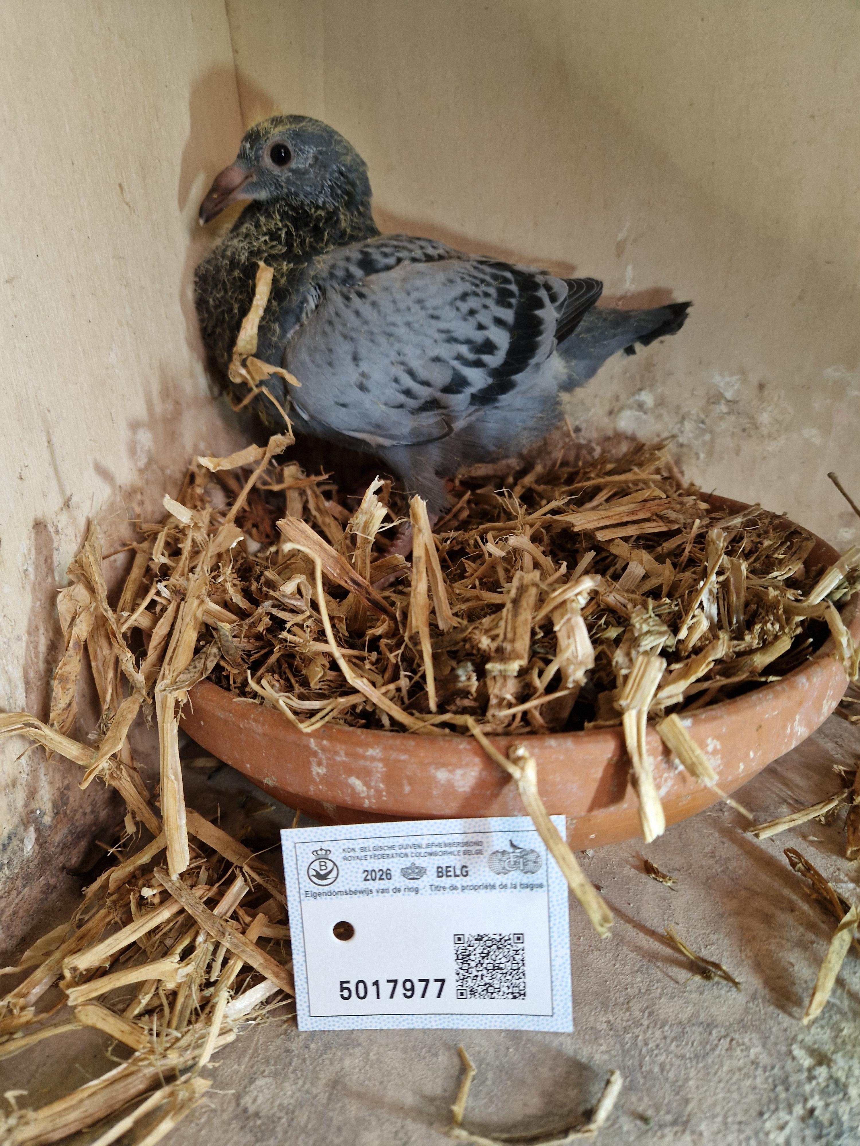 Lijn “Radja” 1. Provinciaal Angouleme , 11. & 25.Beste Fond duif van België Pipa Ranking