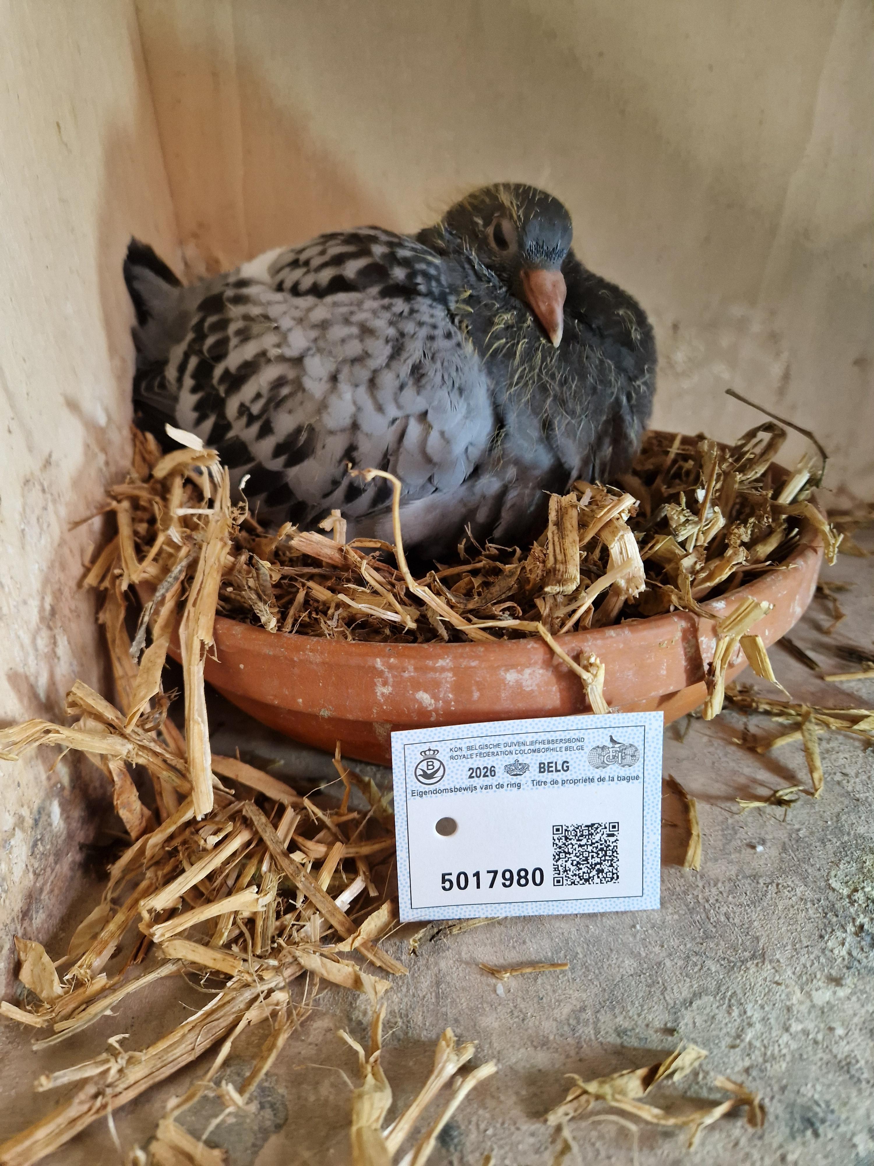 Kind 6. Asduif Rhone Vallei LFMC 2025