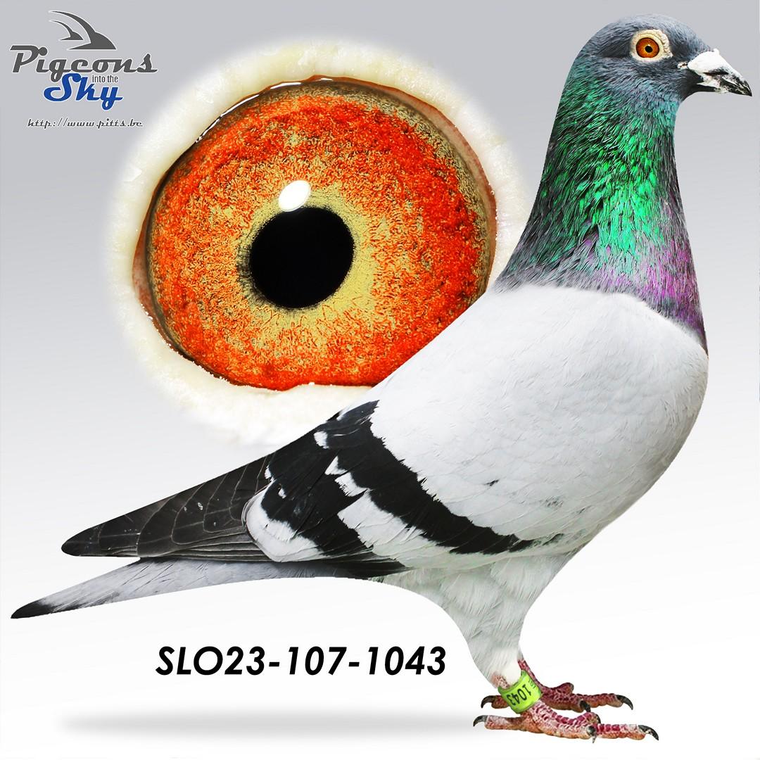 Sovic-Prange x Sovic-Heremans