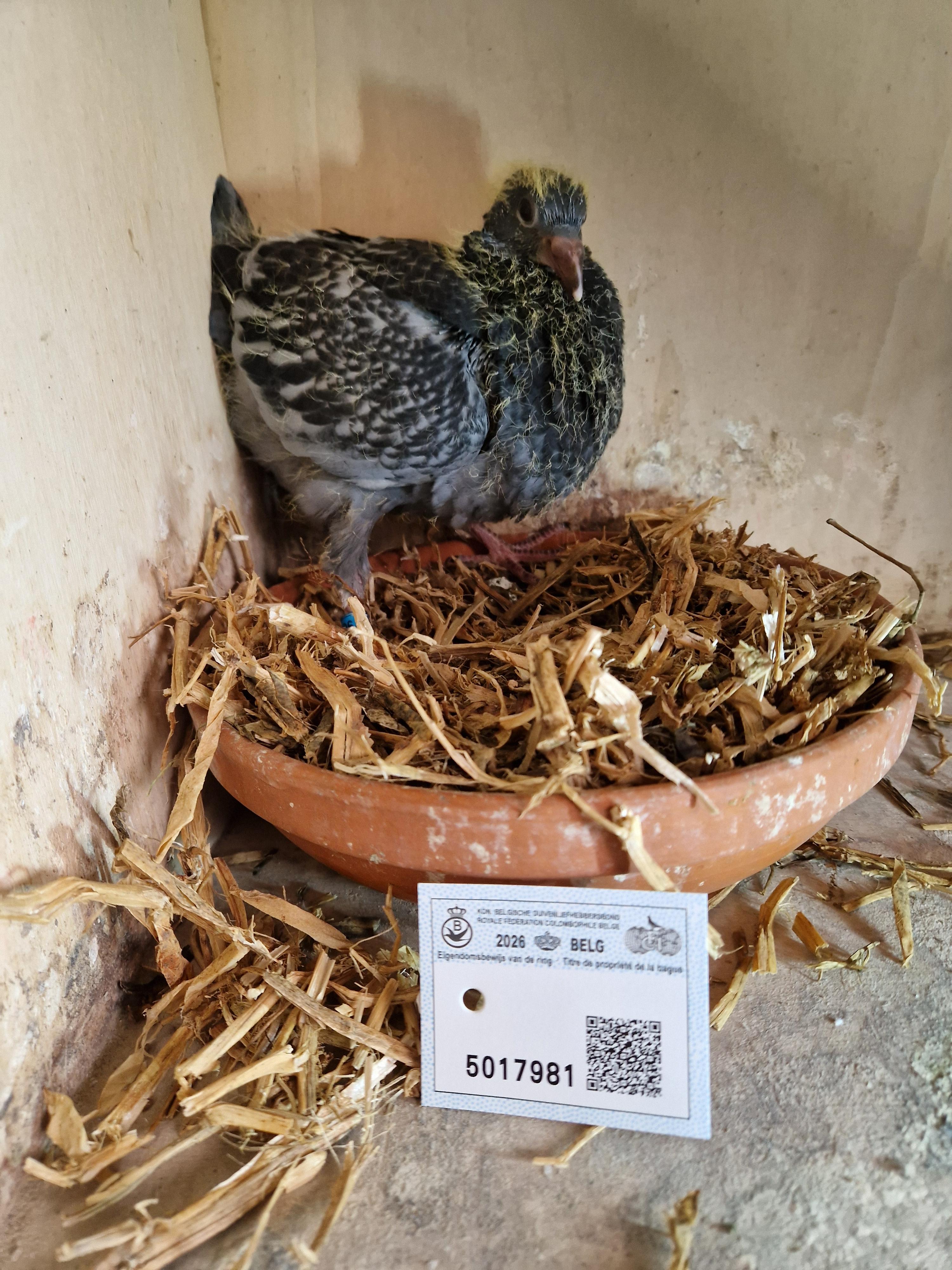 Kind 26. Prov Limoges, 44. Prov Perigueux, …