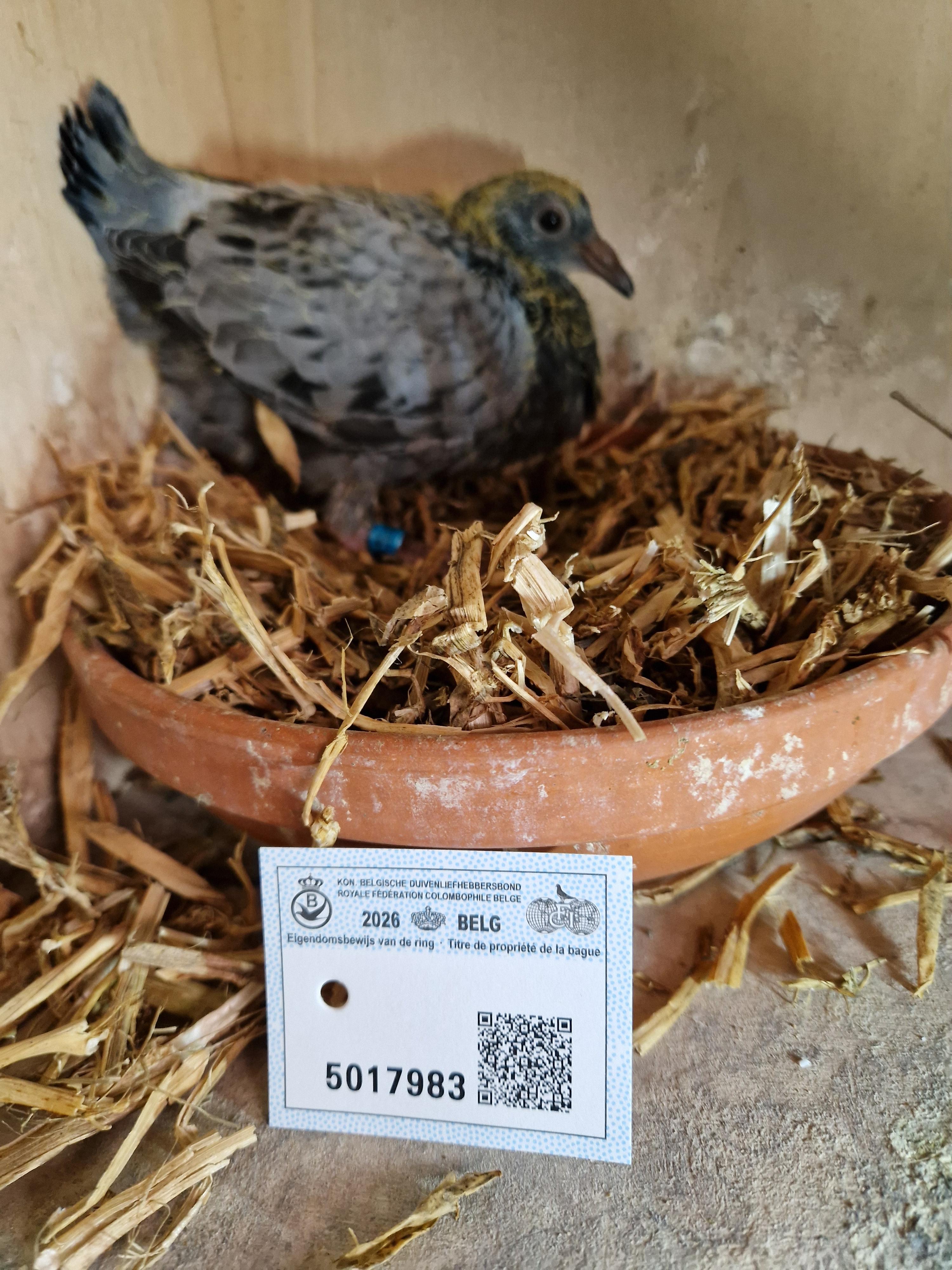 Kleinzoon “Roemelu” x Inteelt “Kleine Sagan”