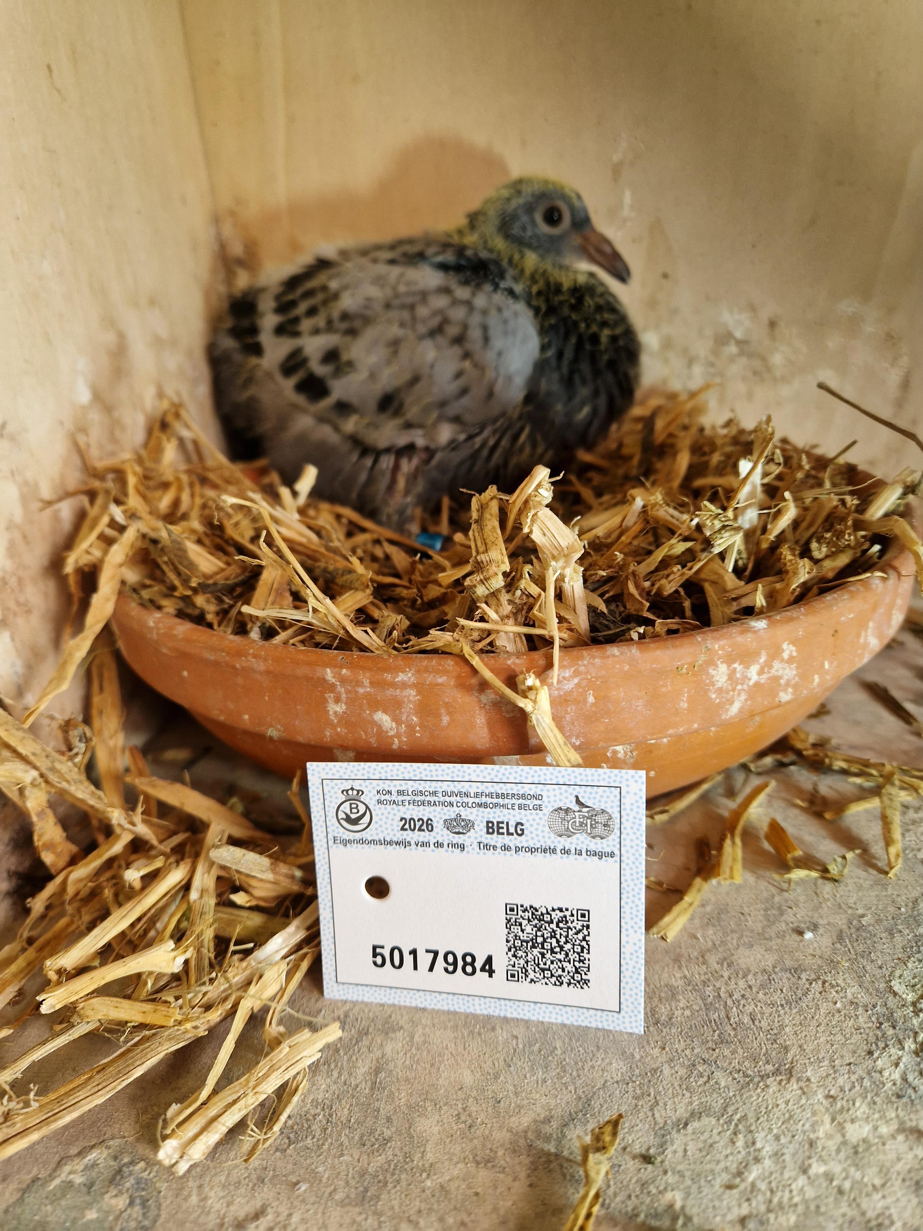 Kleinzoon “Roemelu” x Inteelt “Kleine Sagan”