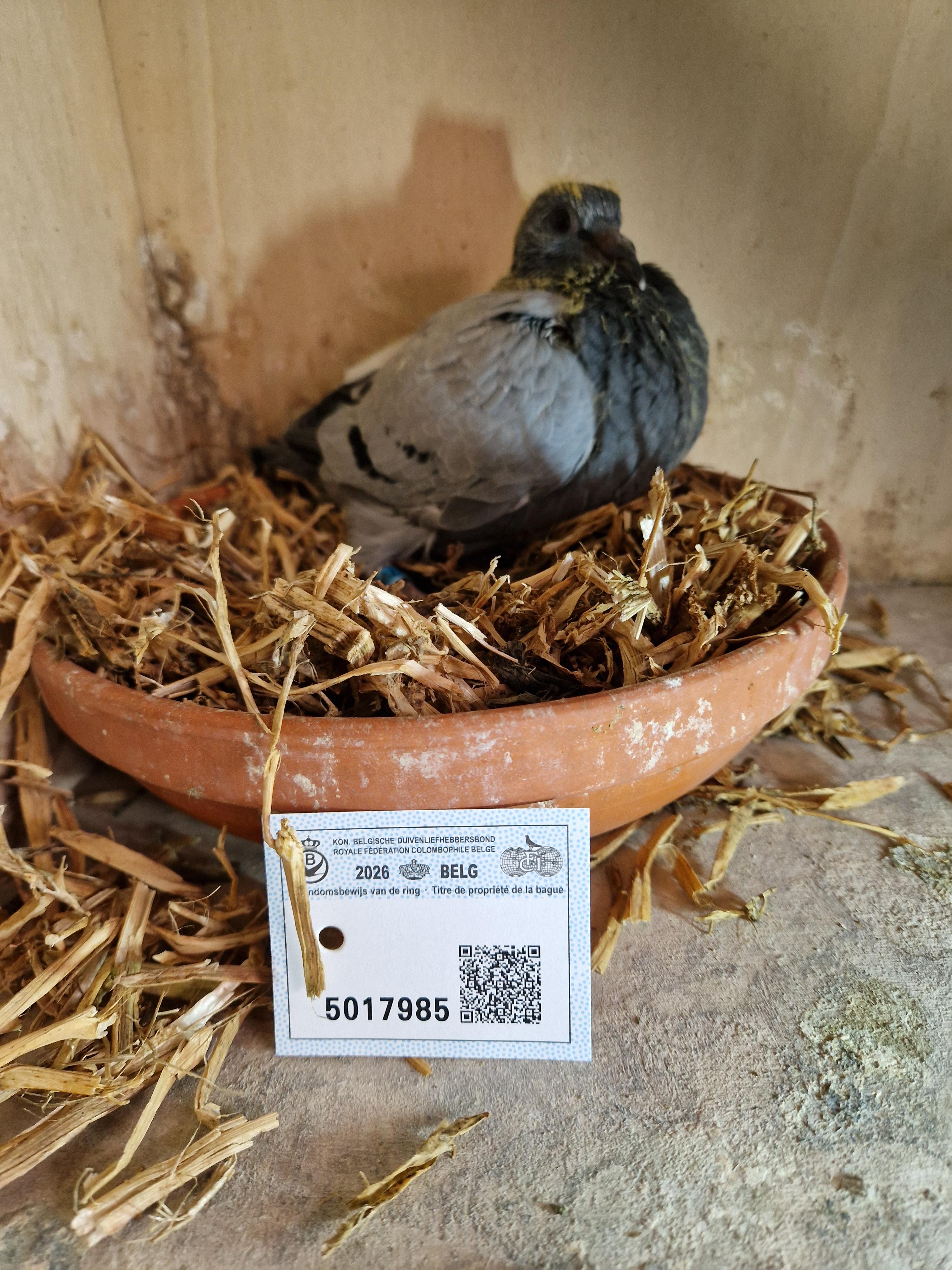 Lijn Kleine Sagan, Picasso (Aima Vanbunderen) x “Radja” /Thone-Verrect-Arien