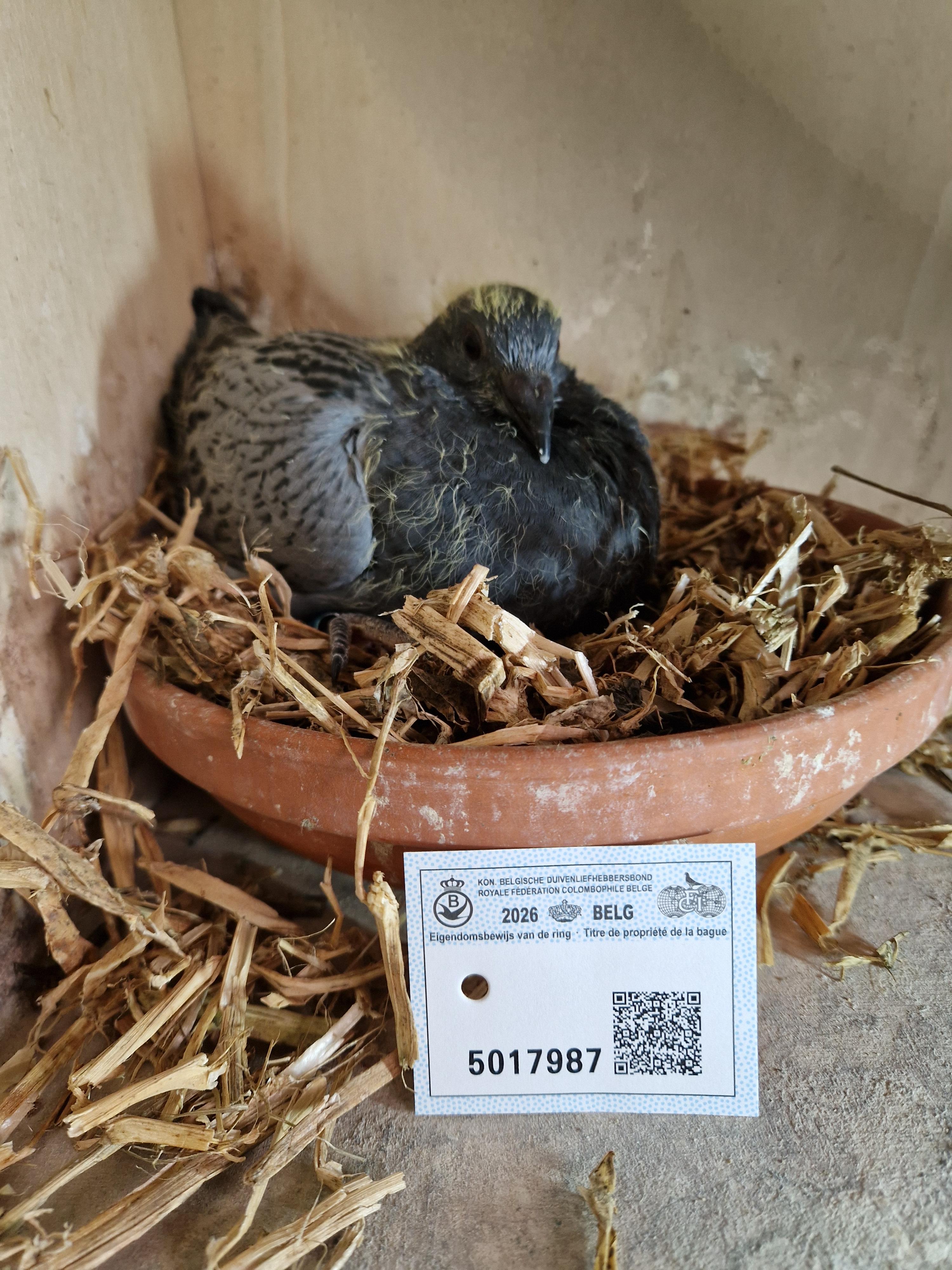 Radja/R. & L. Plevoets x Radja/De Troy