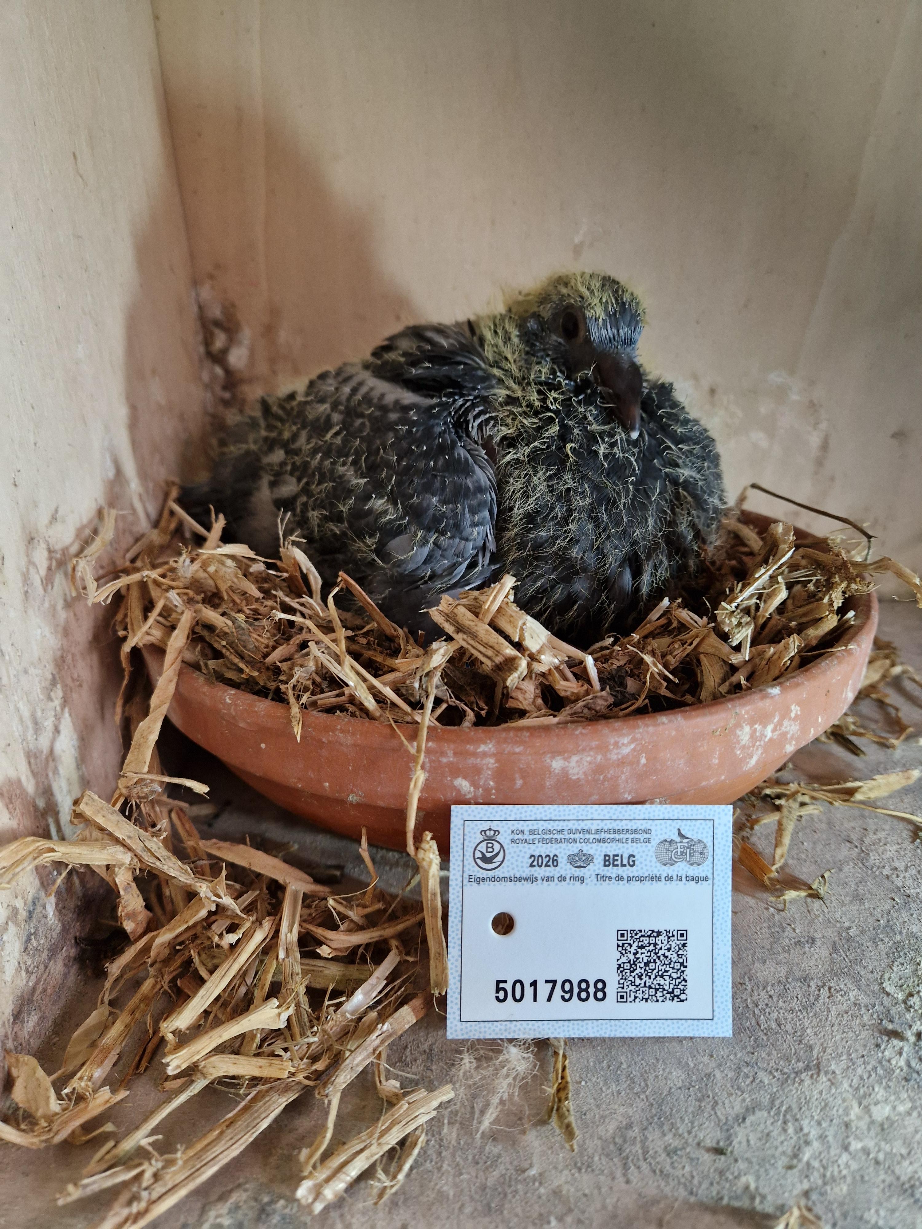 Kleinkind “Donkere Geschelpte” 1. As Zuid-Oost Limburg & 4. Prov As KBDB Fond 2018