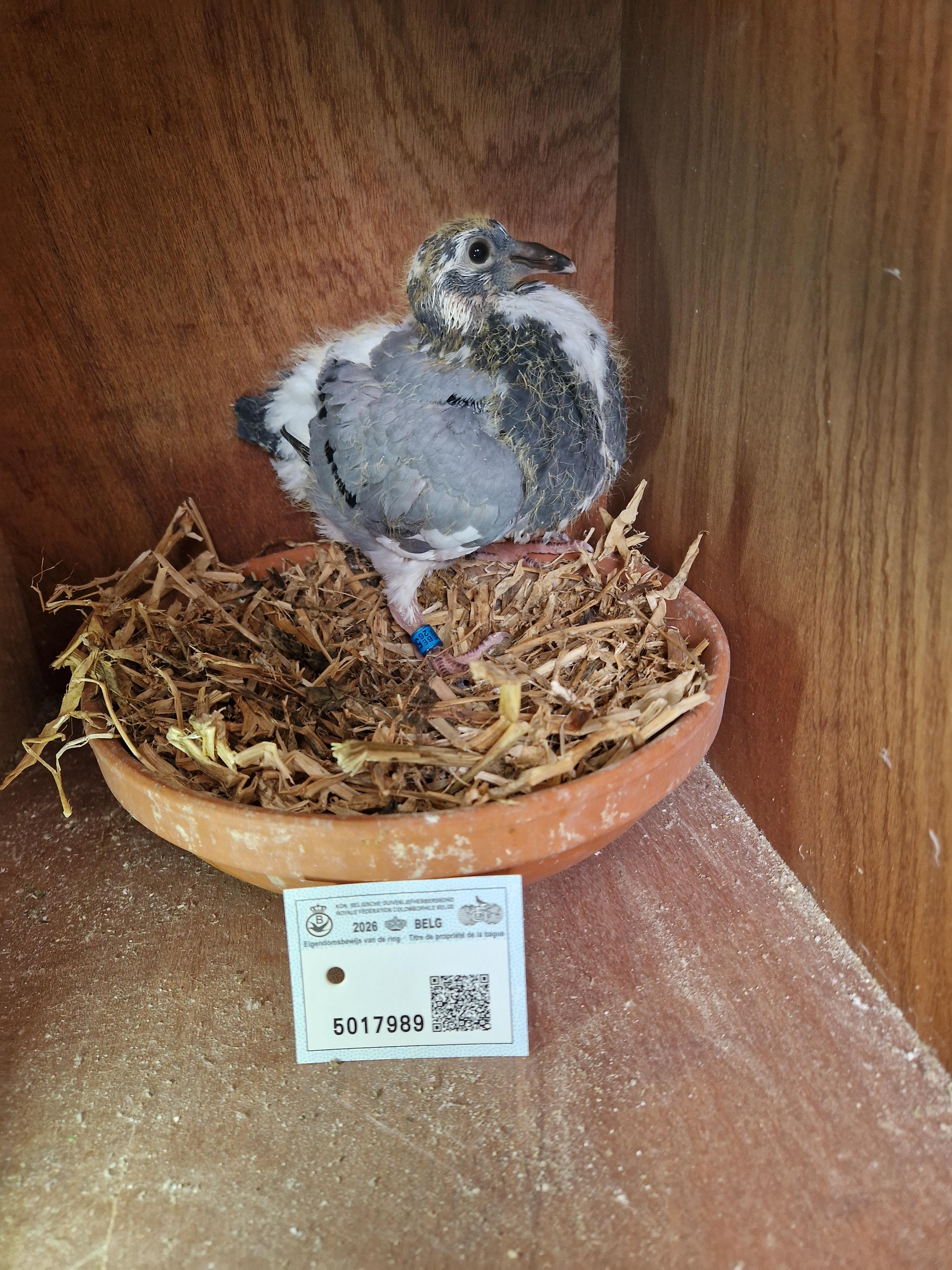 Radja/Palomar-Tortosa x Van Rompaey/Radja