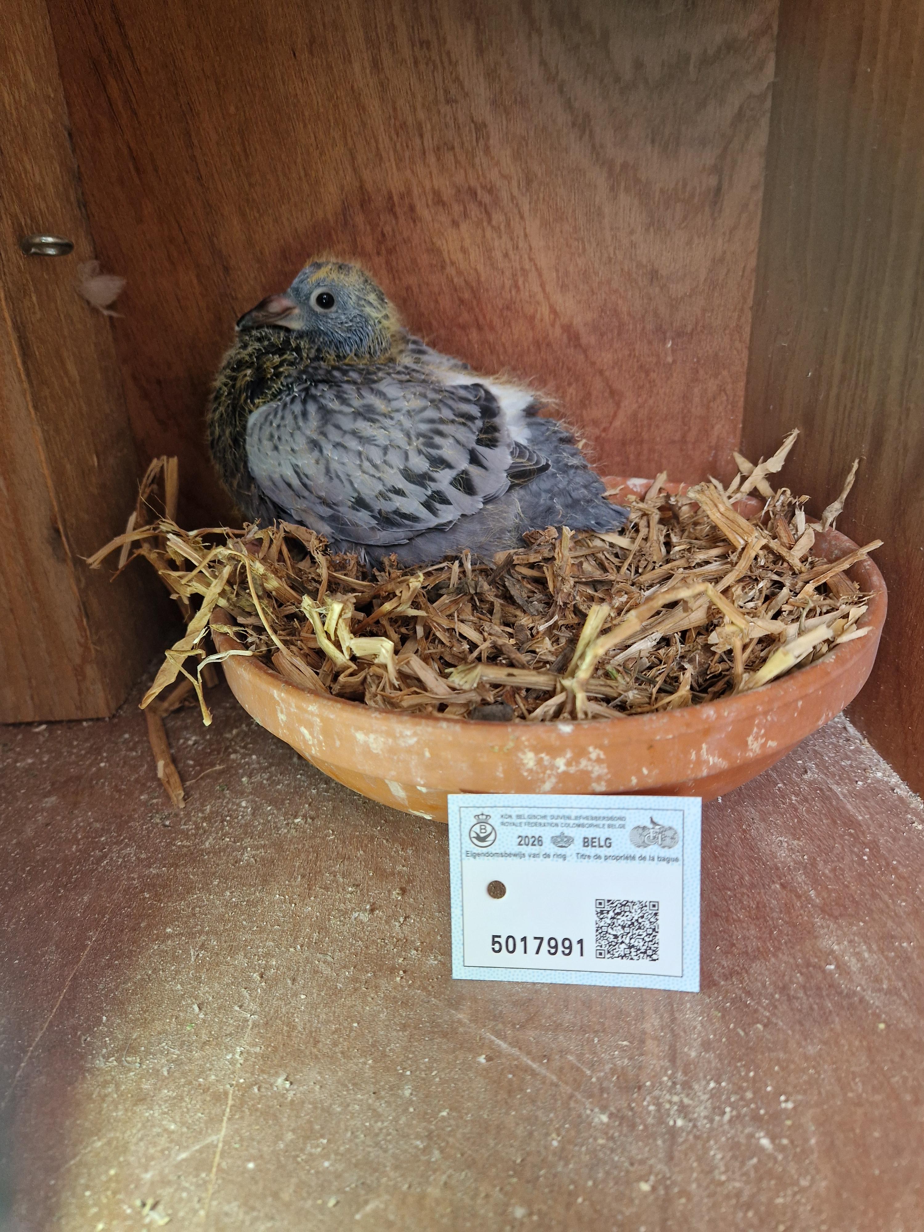 Jellema x Radja/Palomar-Tortosa