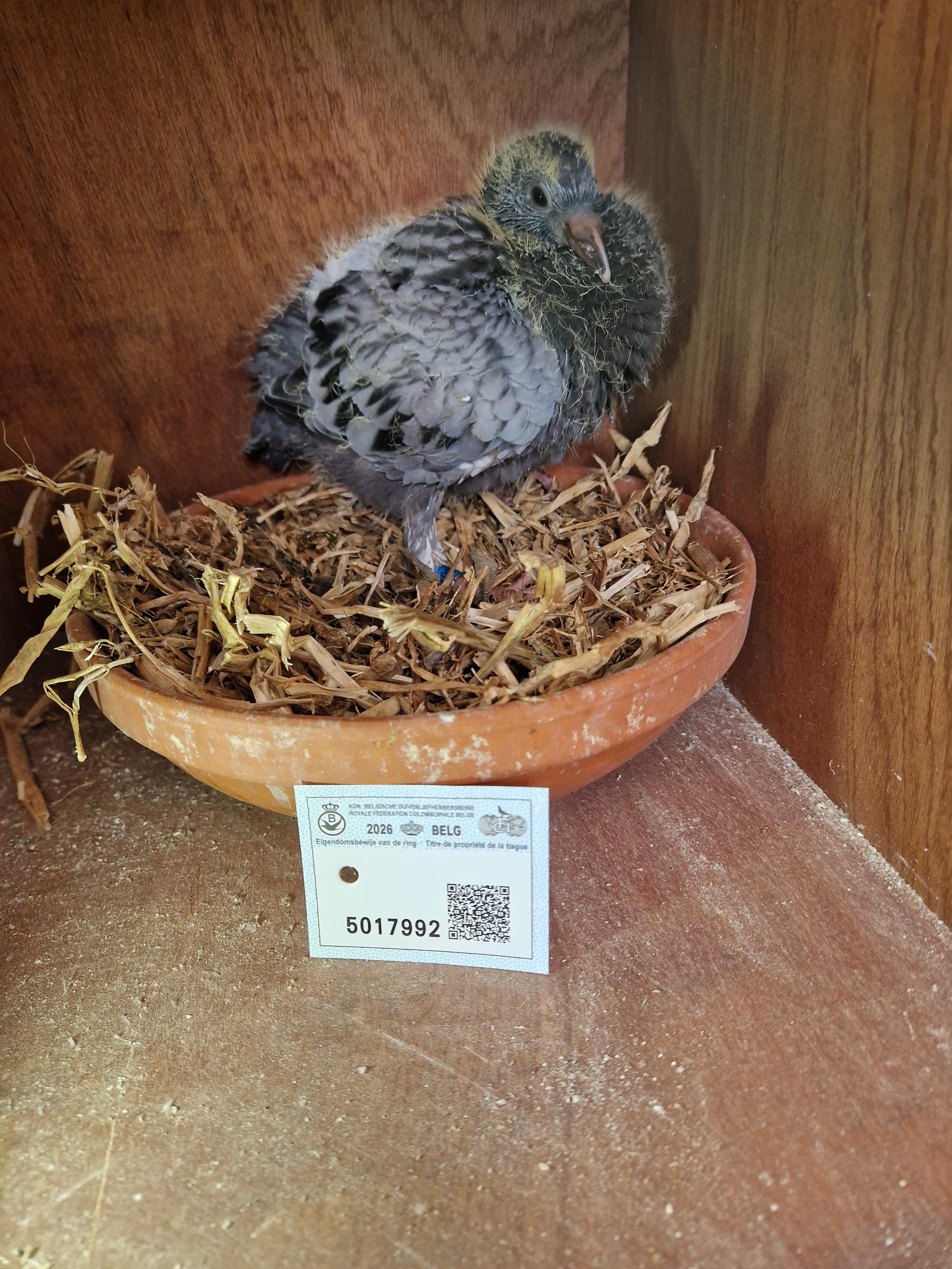 Jellema x Radja/Palomar-Tortosa