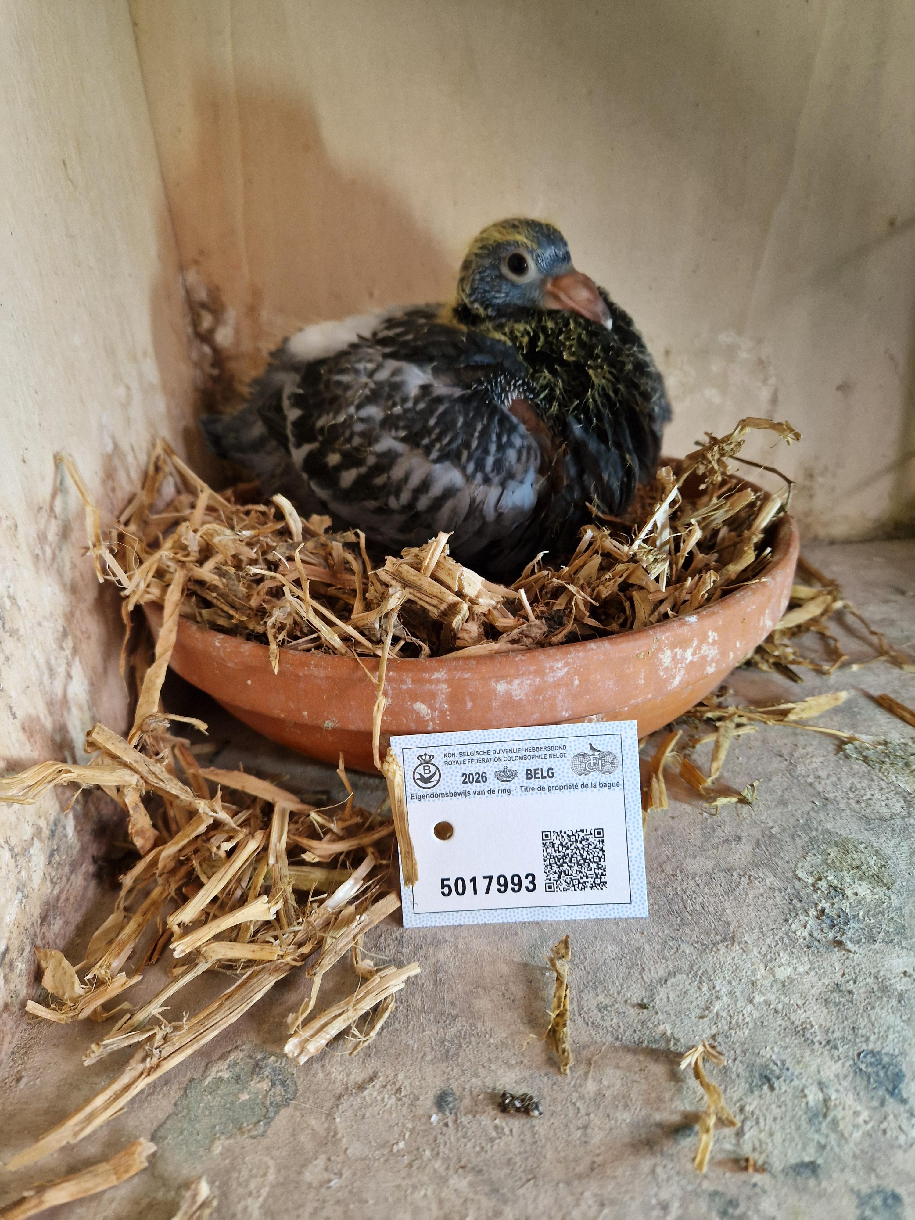 Thone/Jansens-Hausoul x Thone/Mertens