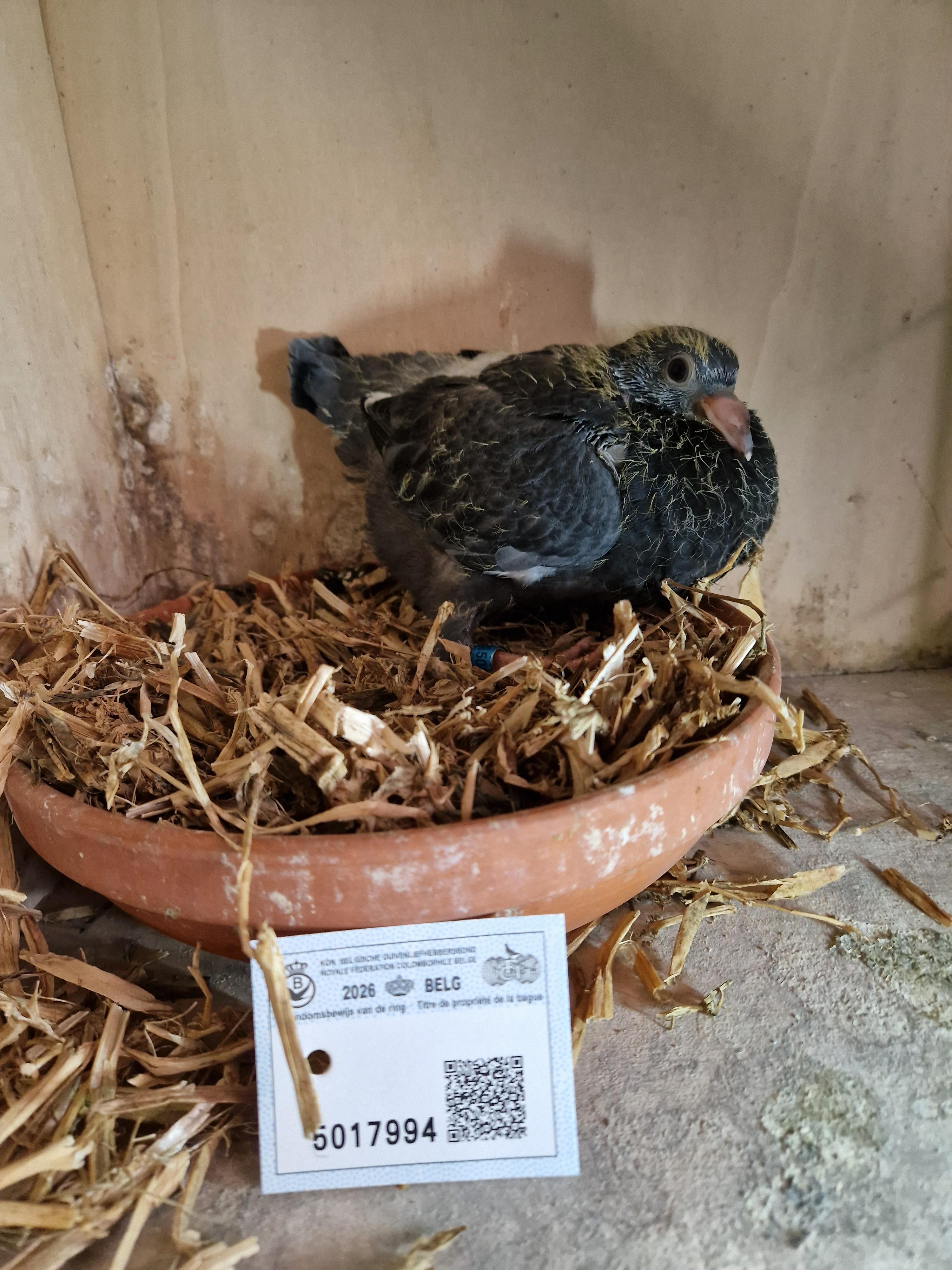 Thone/Jansens-Hausoul x Thone/Mertens