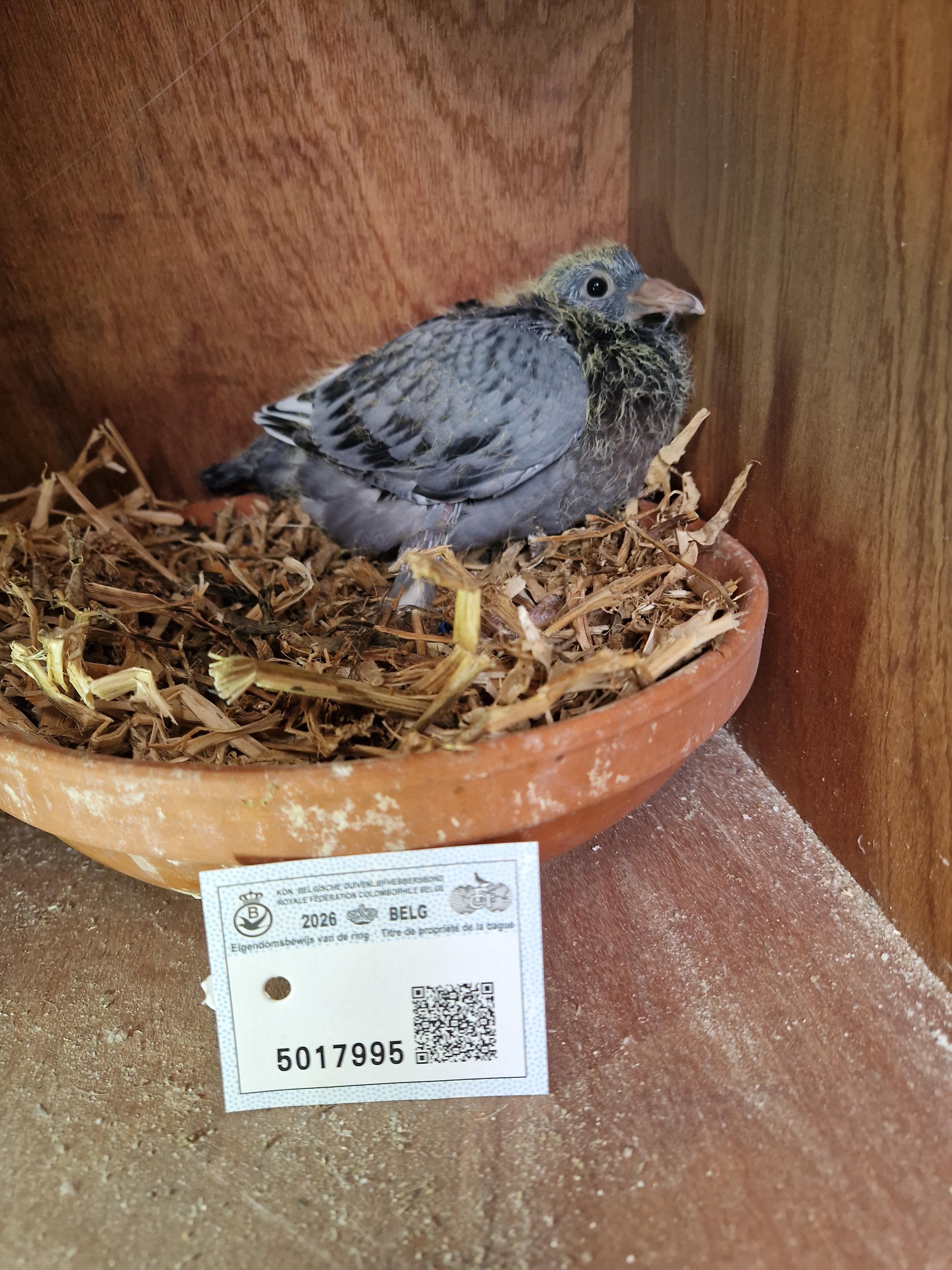 J. L. Bruine x R. Van Oss