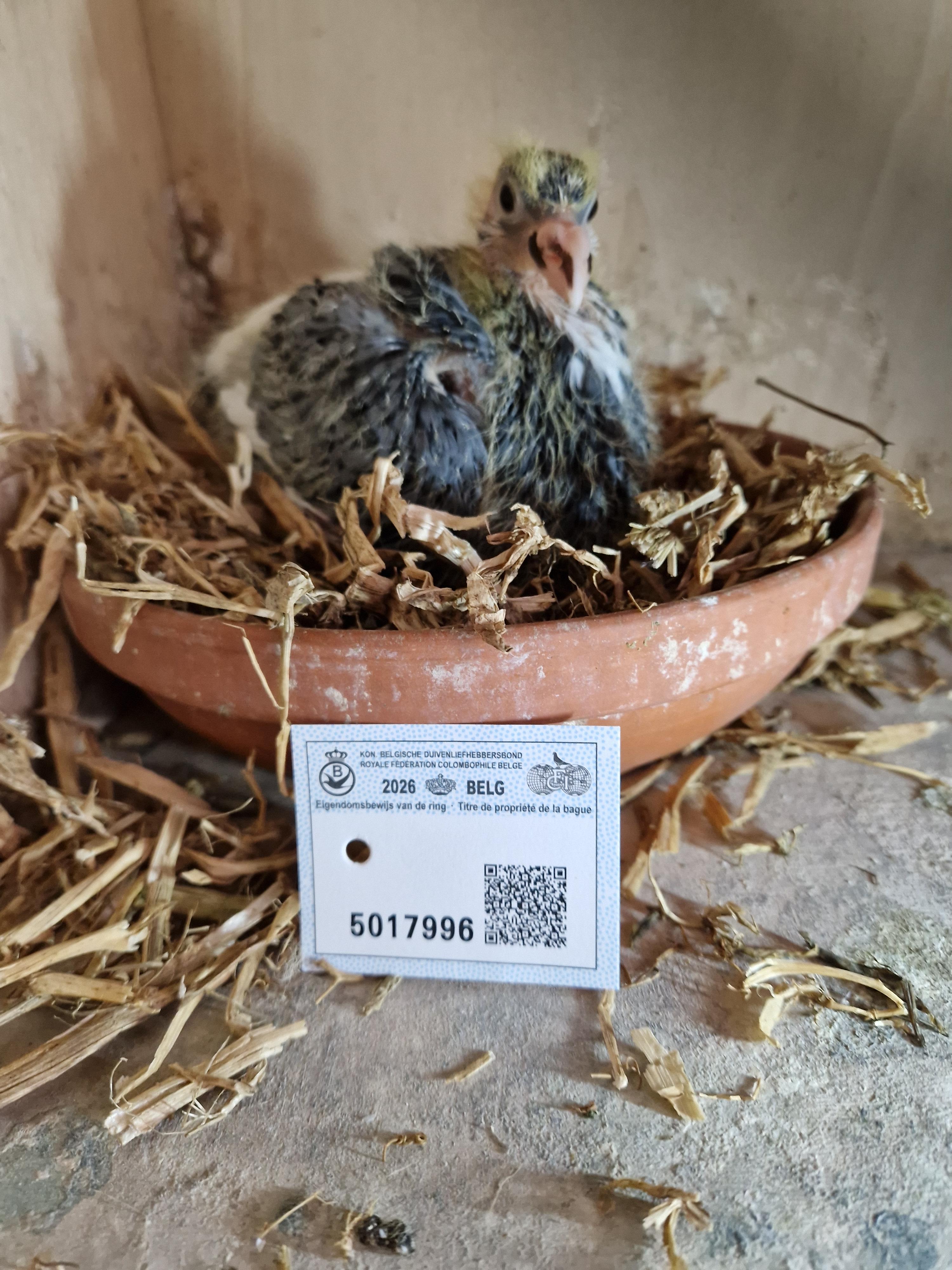 Kleinkind “Radja” 1. Provinciaal Angouleme , 11. & 25.Beste Fond duif van België Pipa Ranking