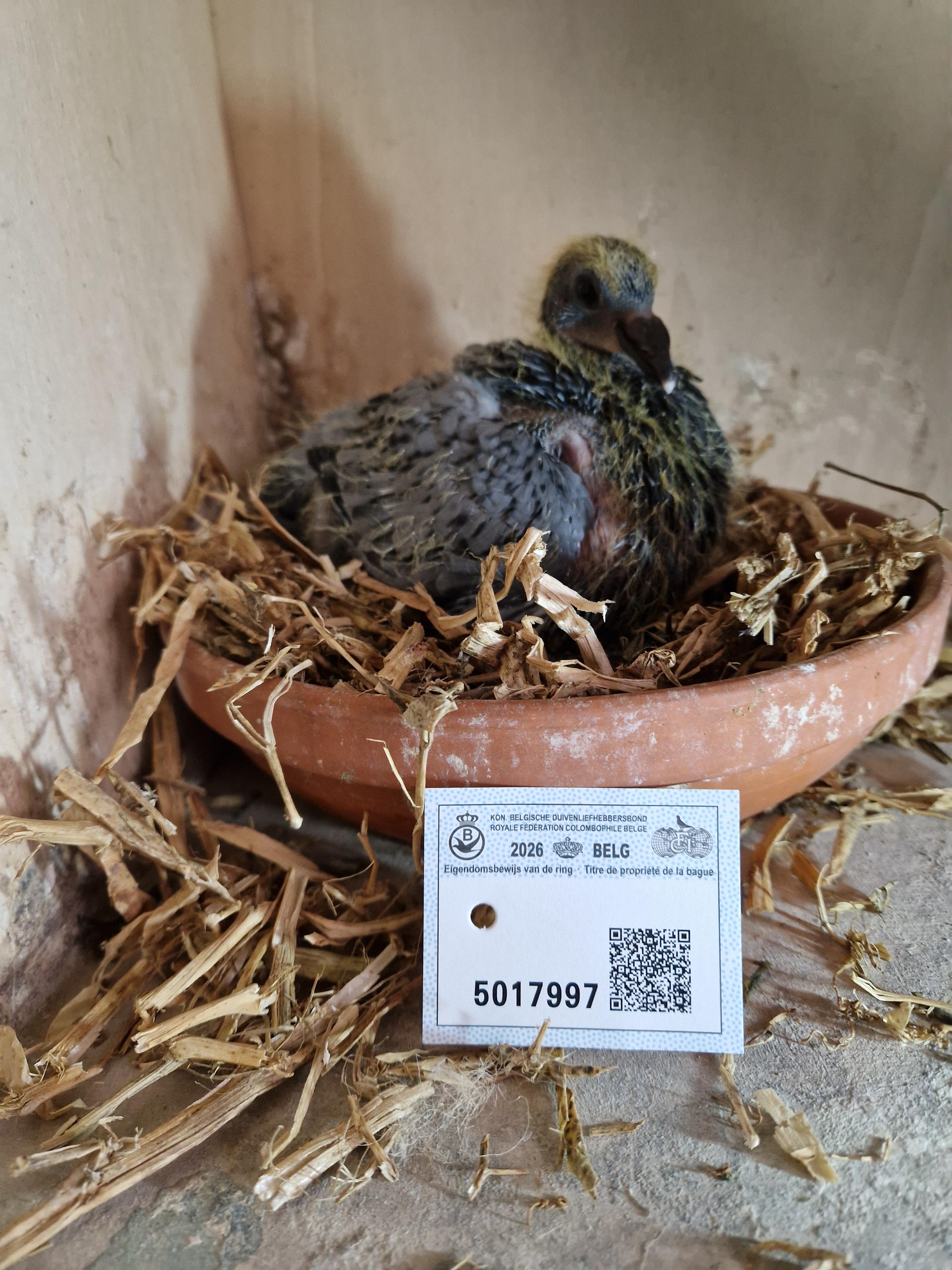 Kleinkind “Radja” 1. Provinciaal Angouleme , 11. & 25.Beste Fond duif van België Pipa Ranking