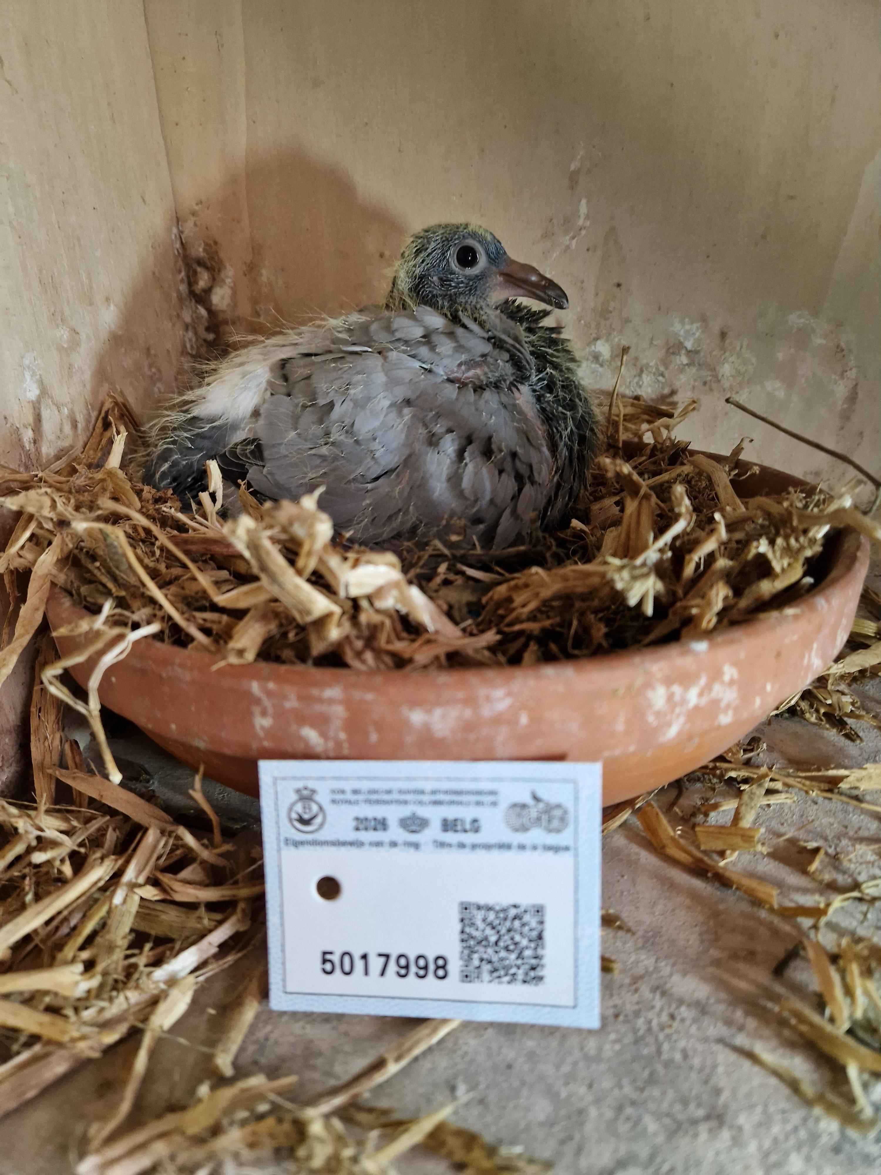 Kleinkind “Radja” 1. Provinciaal Angouleme , 11. & 25.Beste Fond duif van België Pipa Ranking