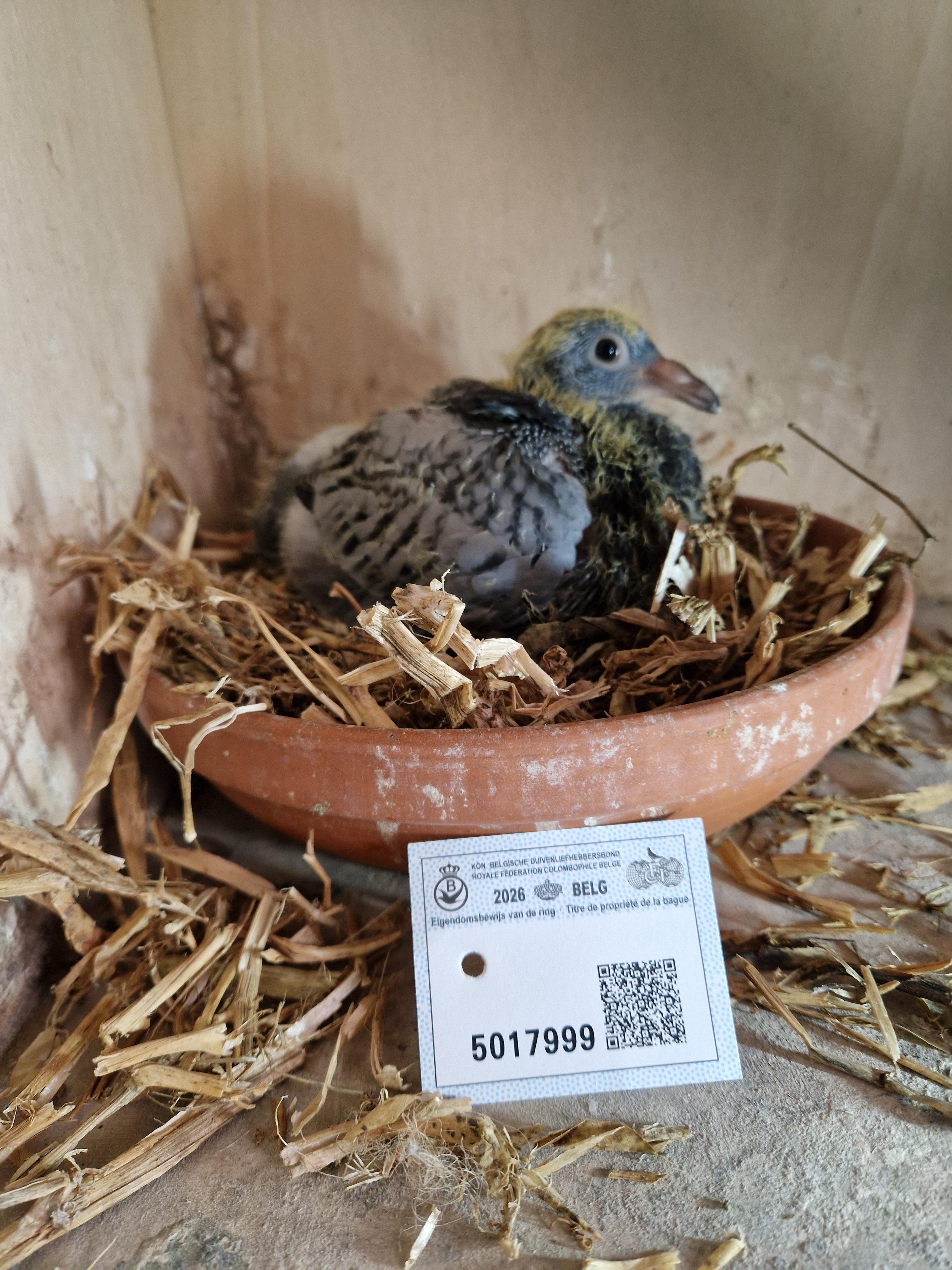 Kleinkind “Radja” 1. Provinciaal Angouleme , 11. & 25.Beste Fond duif van België Pipa Ranking