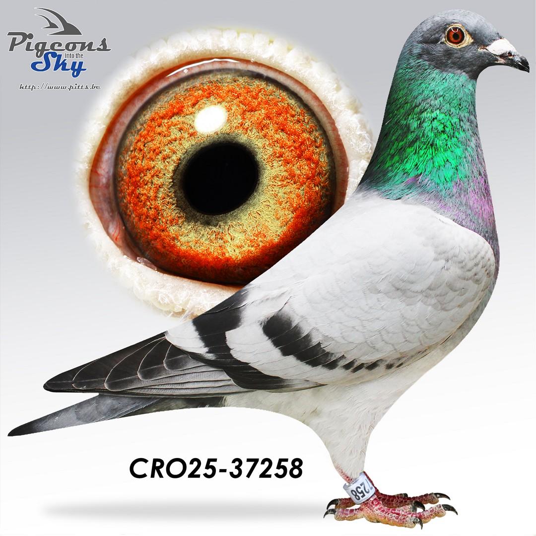 Crayzi 258