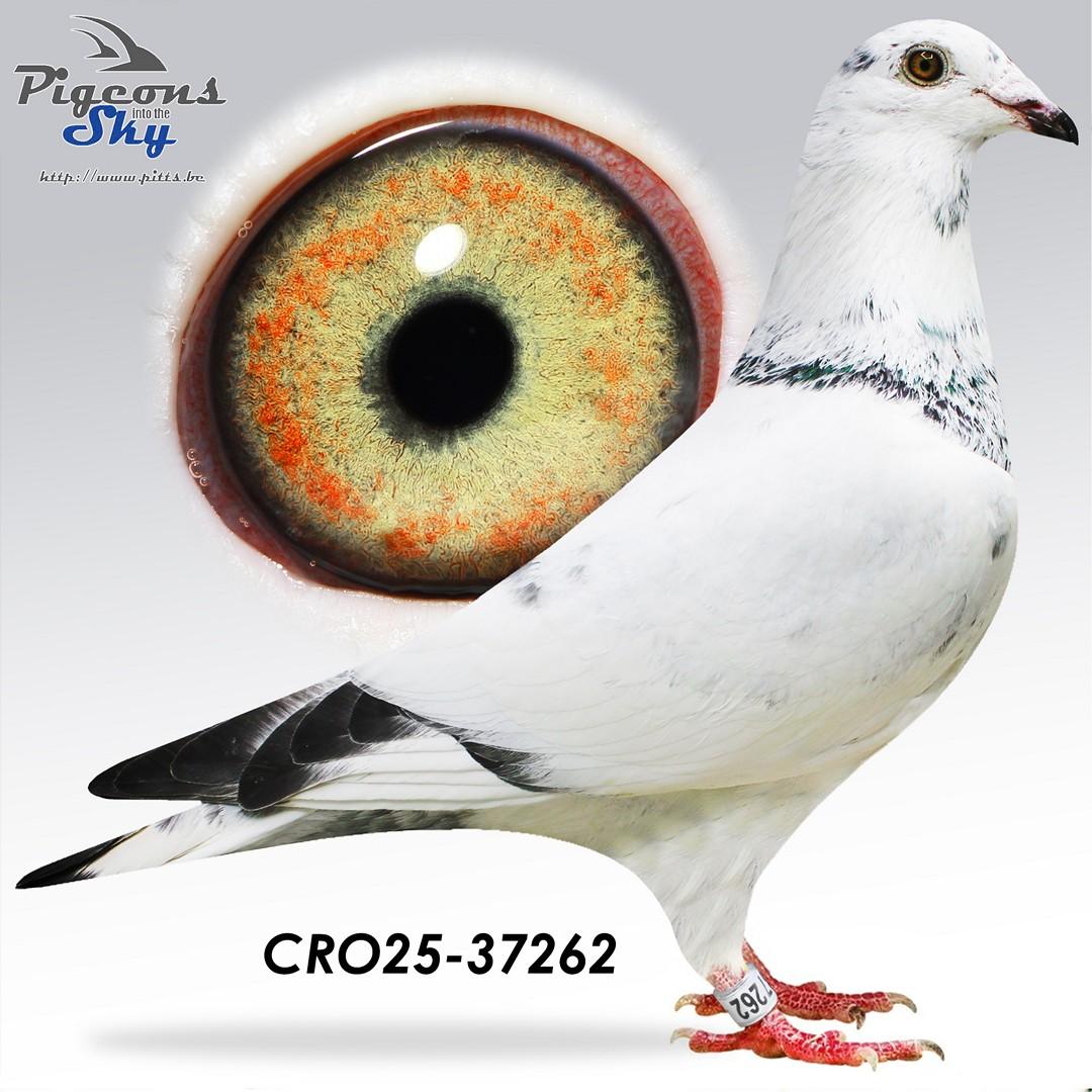 Adams Raket Antar 62