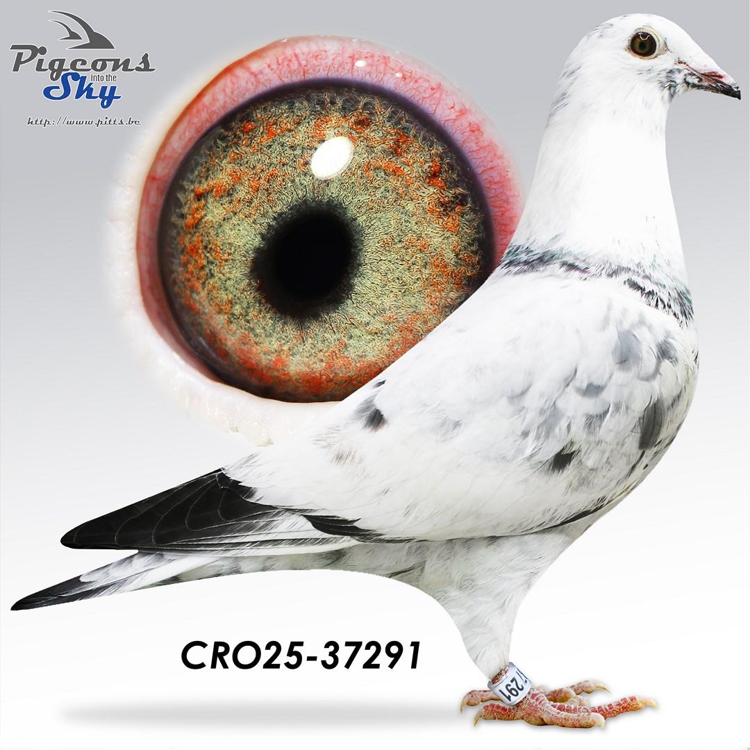 Grizli Adams meets Porsche-line