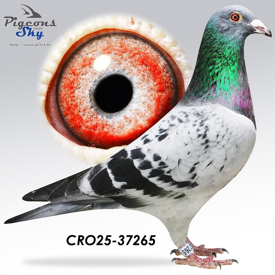 Halfbroer 2e Asduif Pattaya 2025 !!