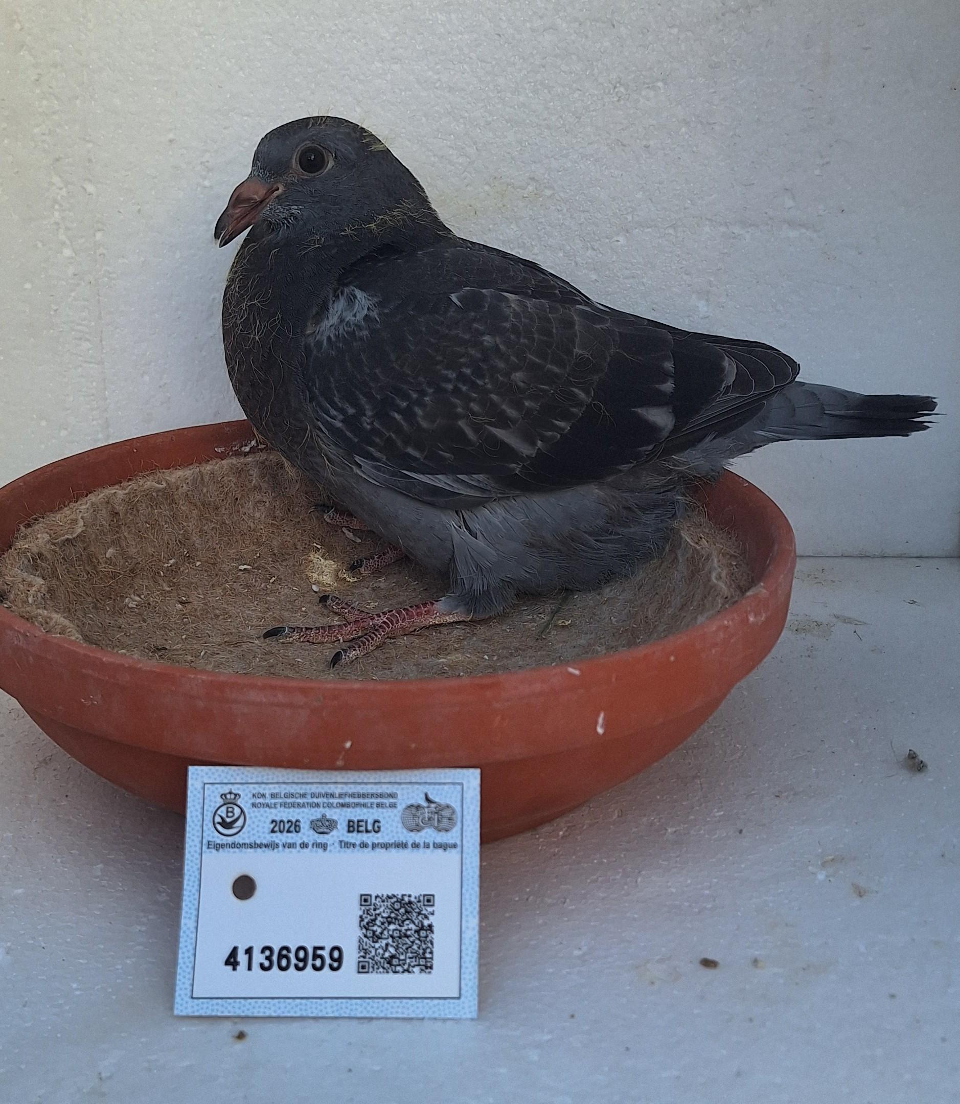 Den 959 - Hoofdafbeelding